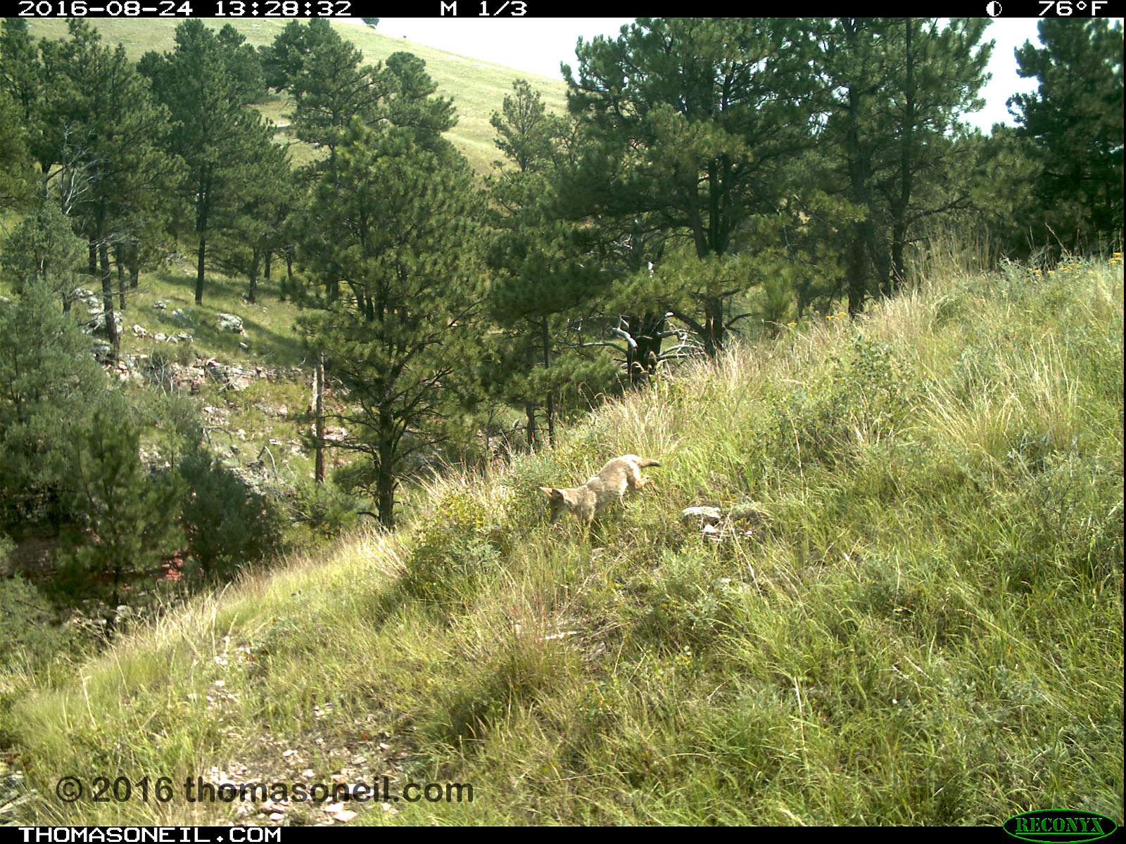 Coyote on trailcam, Wind Cave National Park.  Click for next photo.