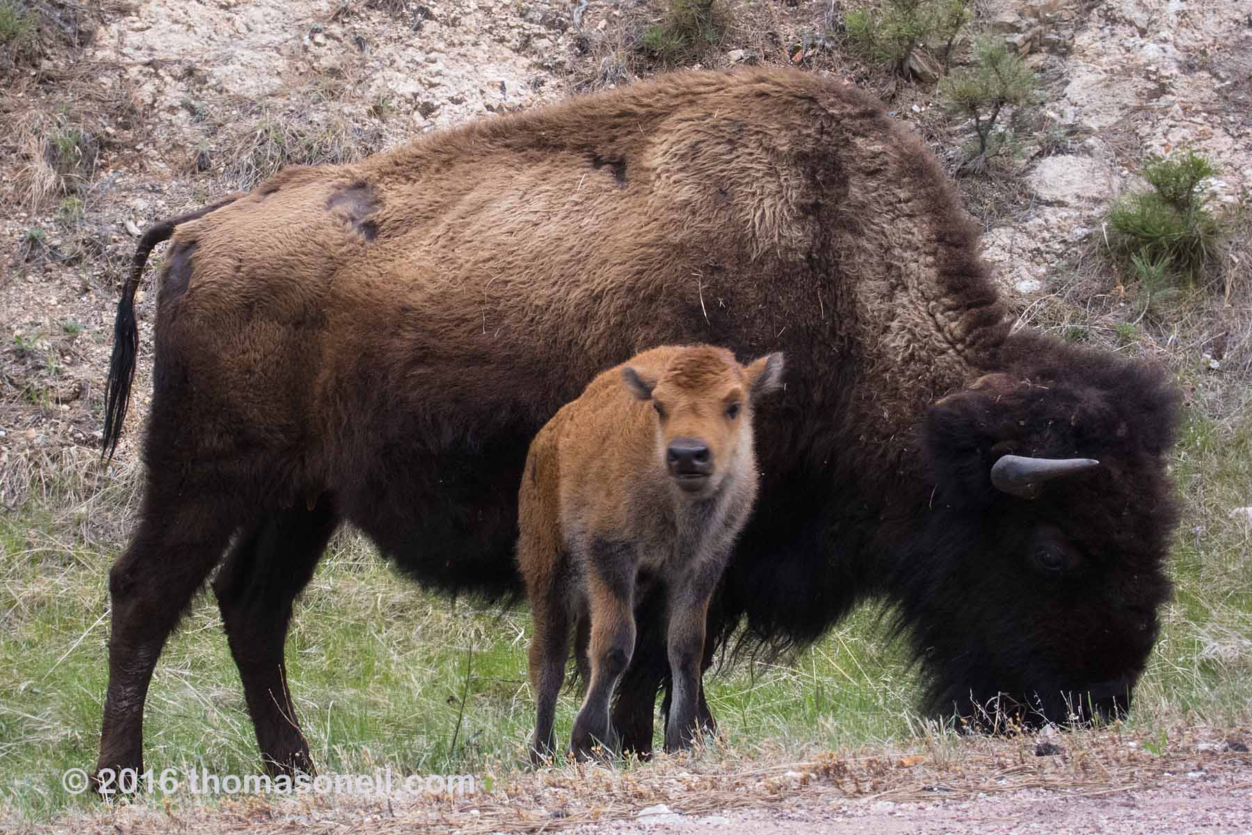 Bison with baby, Custer State Park, May 2016.  Click for next photo.