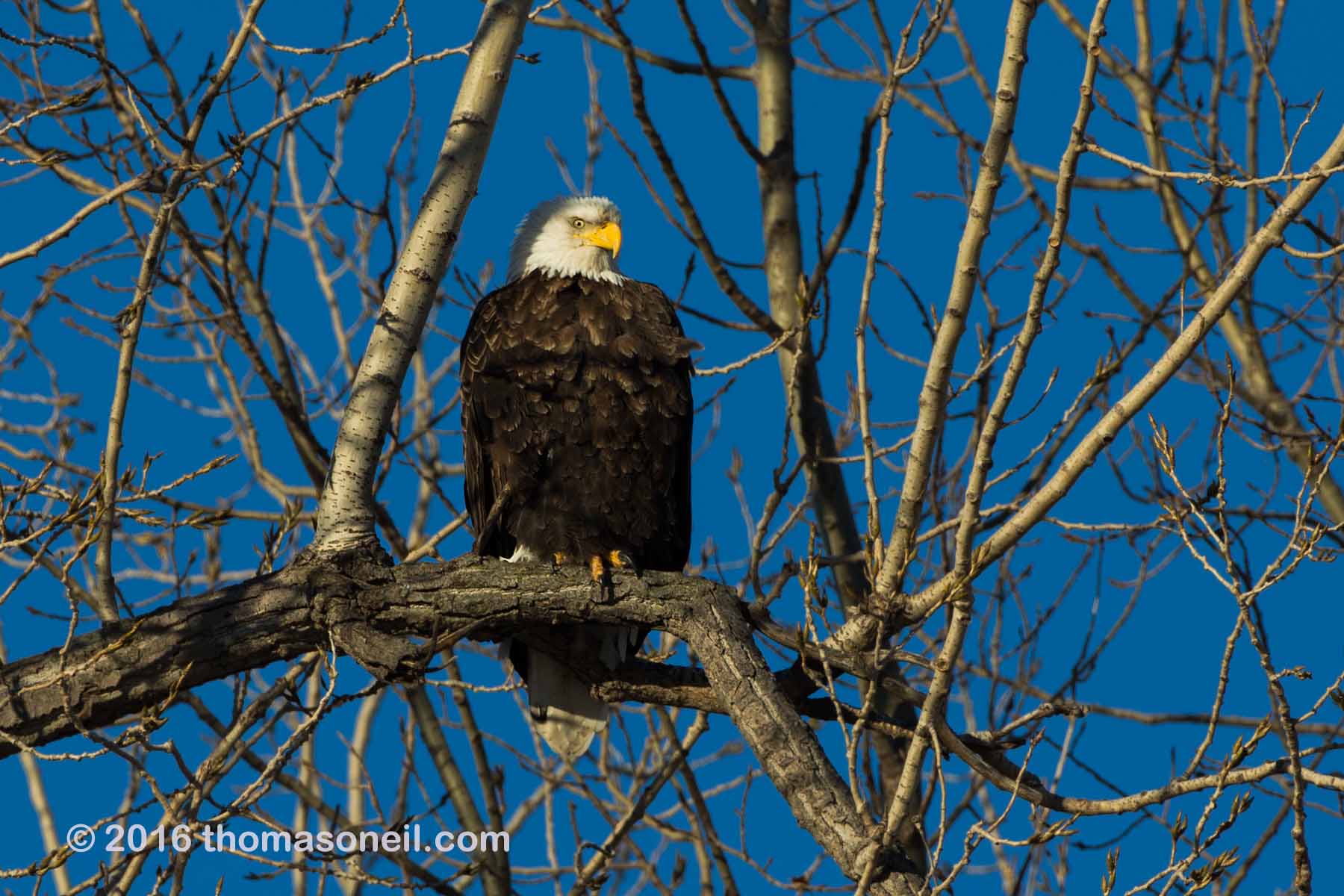 Bald eagle, Squaw Creek National Wildlife Refuge, Missouri.  Click for next photo.