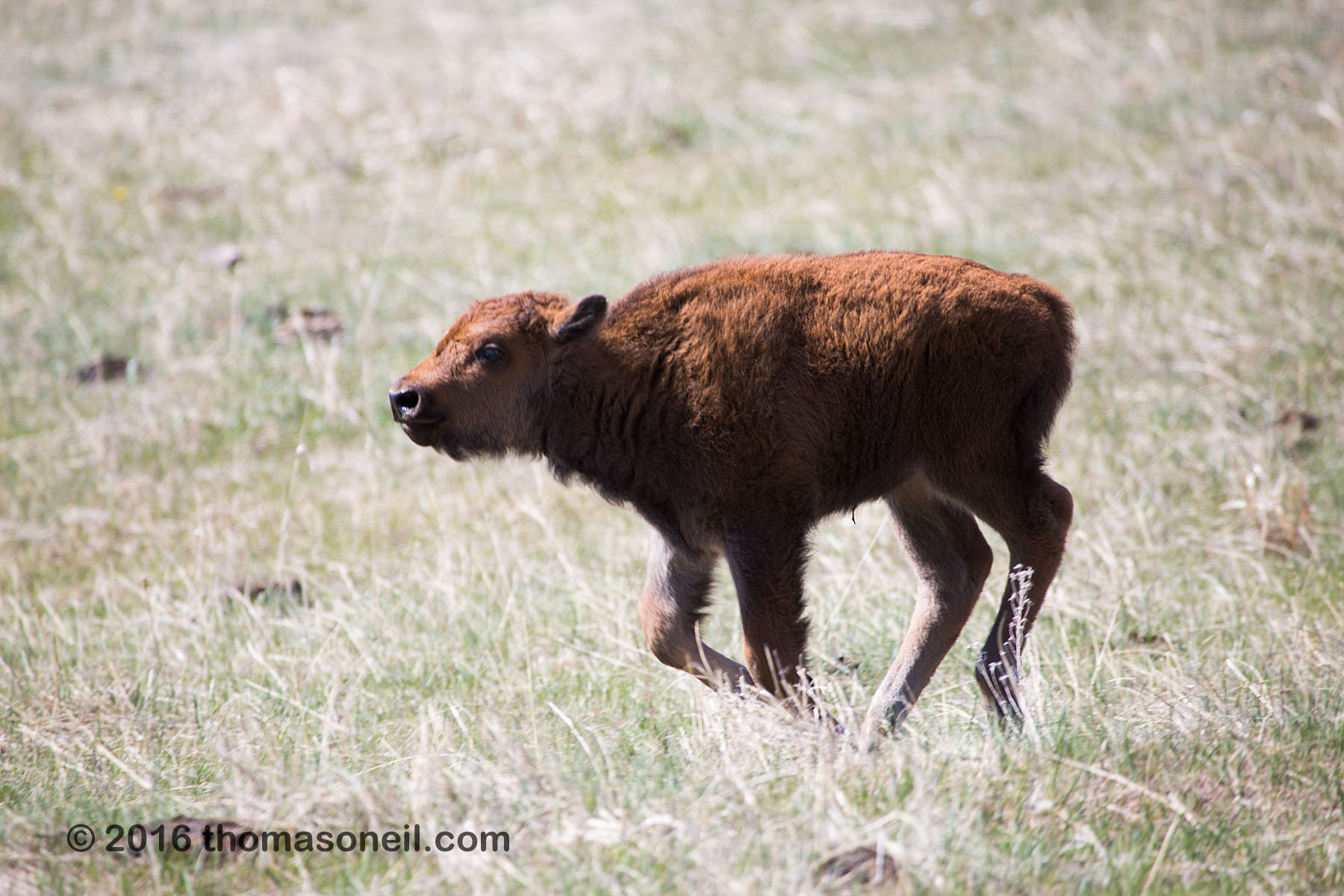 Baby bison, Custer State Park, May 2016.  Click for next photo.
