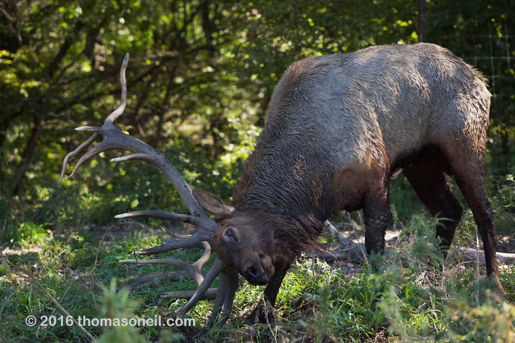 Elk, Lee G. Simmons Conservation Park and Wildlife Safari.  Click for next photo.