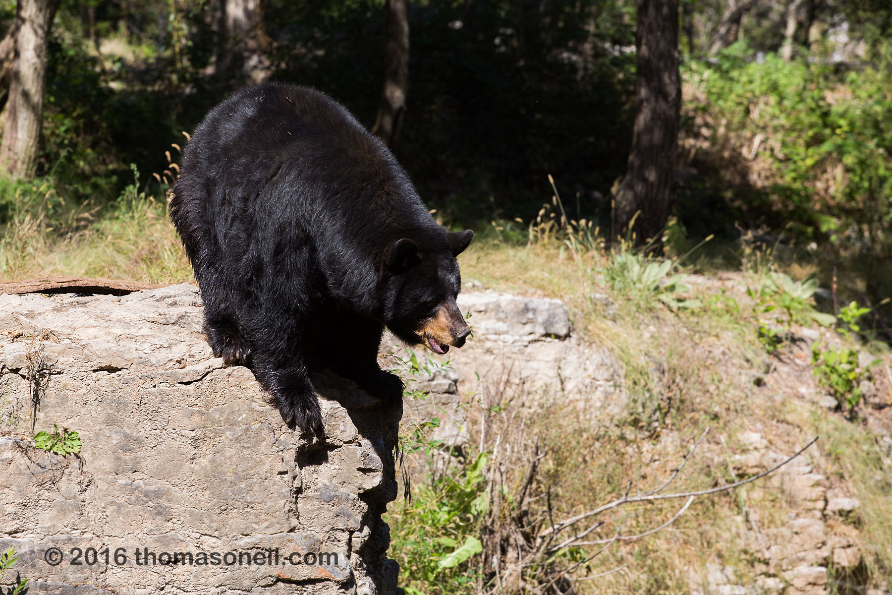 Black bear, Lee G. Simmons Conservation Park and Wildlife Safari.  Click for next photo.