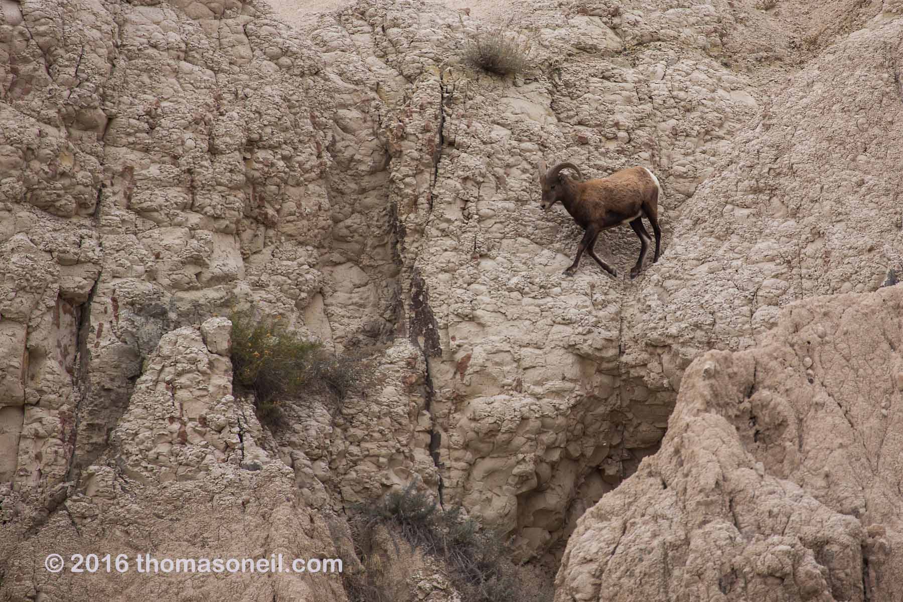Bighorn sheep walking across the face of a cliff in the Badlands.  Click for next photo.