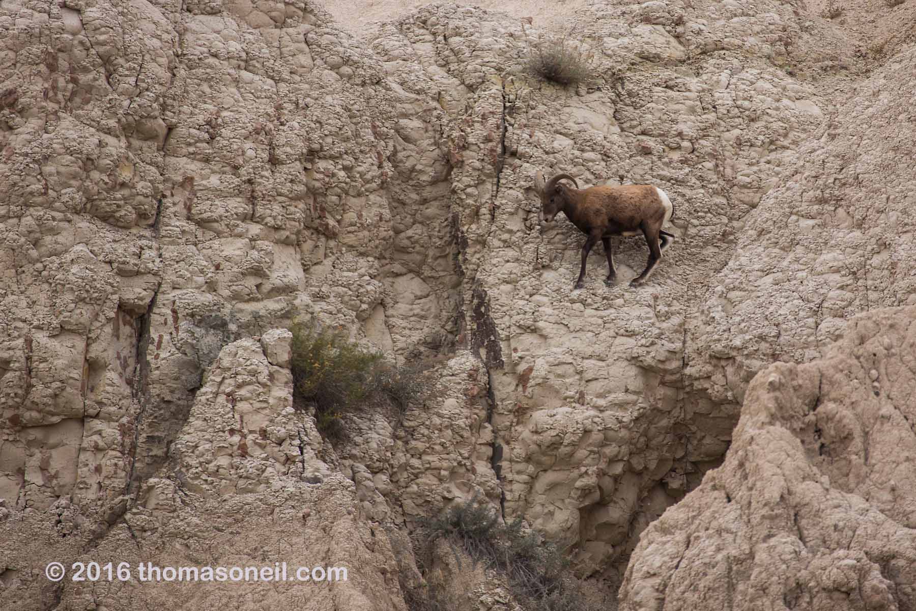 Bighorn sheep in the Badlands, October 2016.  Click for next photo.