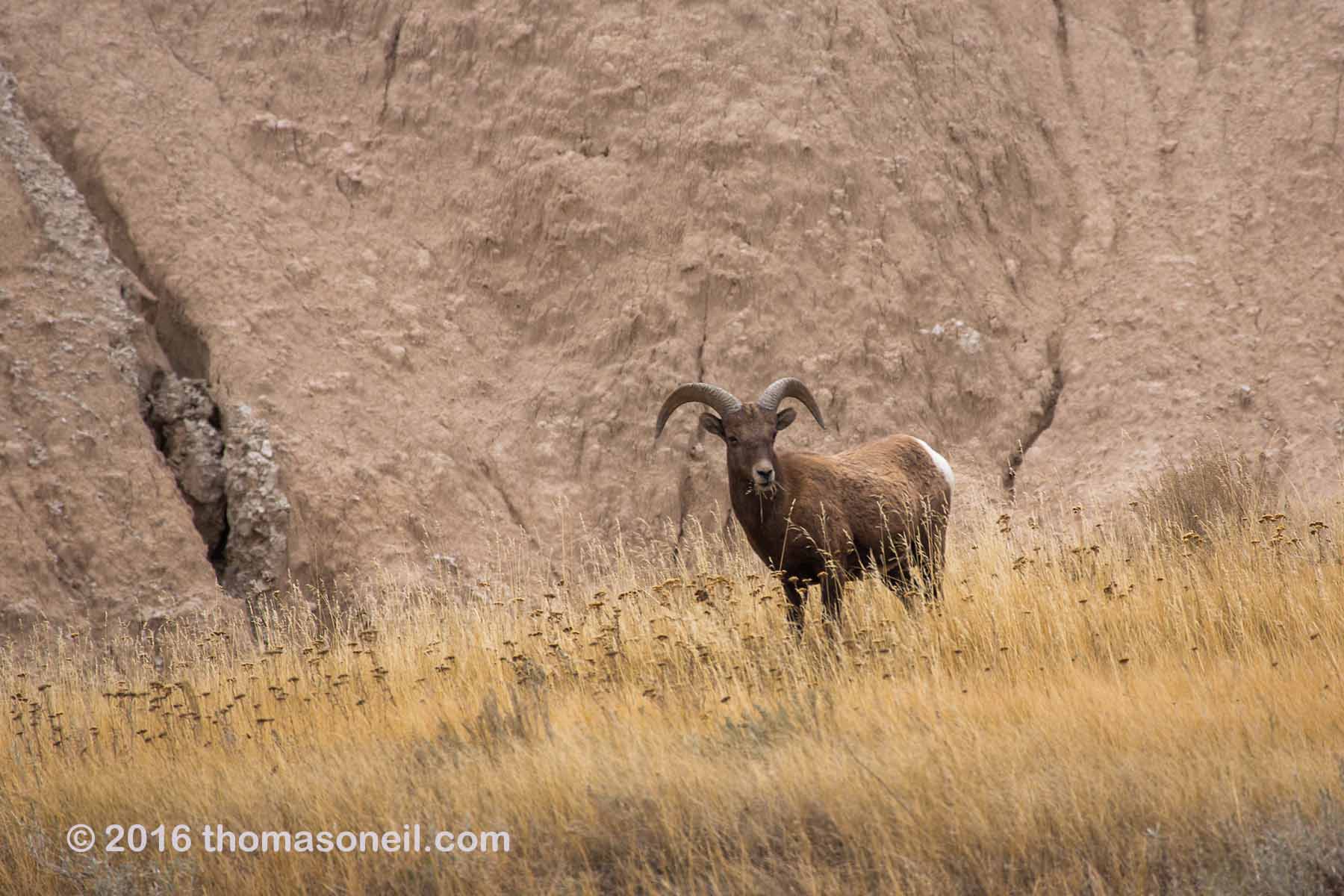 Bighorn sheep in the Badlands.  Click for next photo.