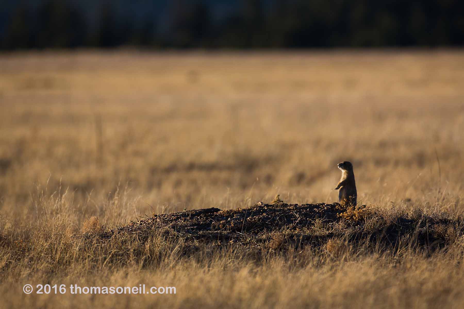 Prairie dog on the alert, Wind Cave National Park, 2016.  Click for next photo.