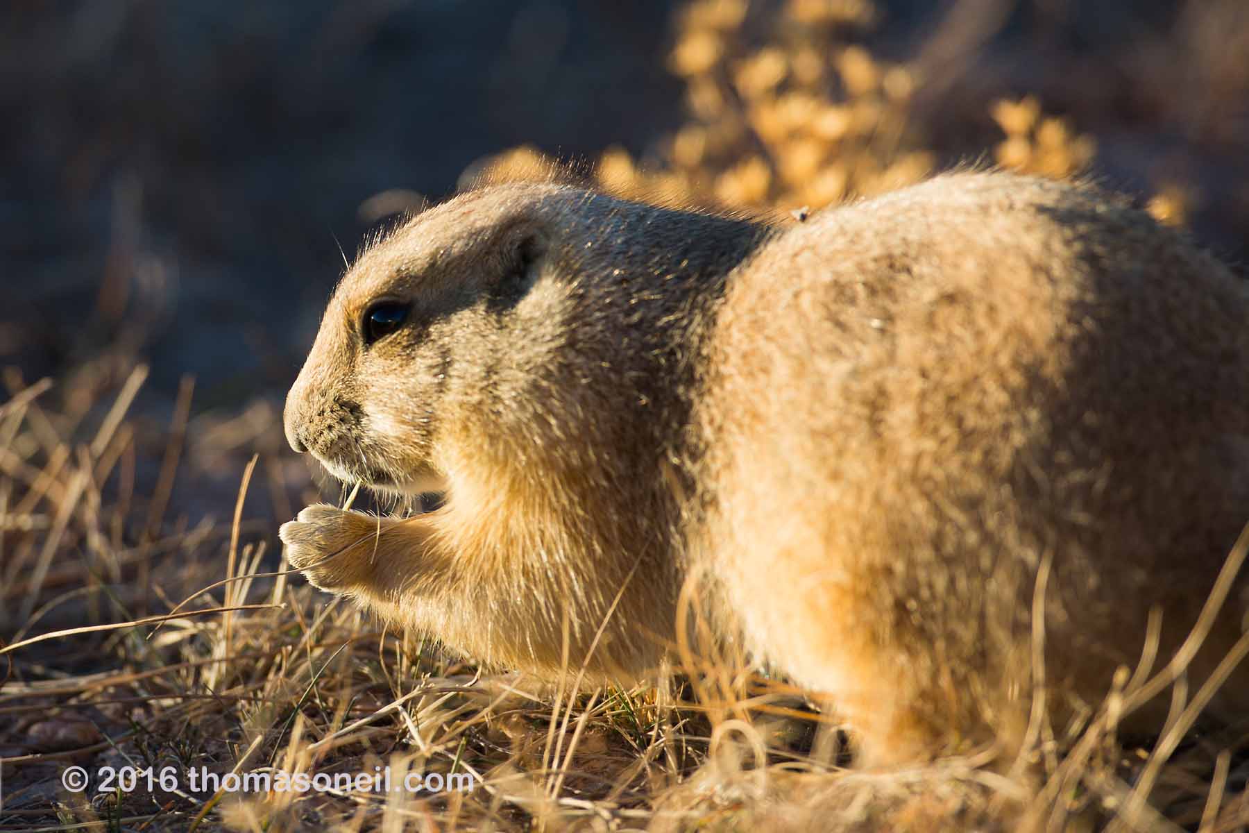 Prairie dog fattening up for winter, Wind Cave National Park, 2016.  Click for next photo.