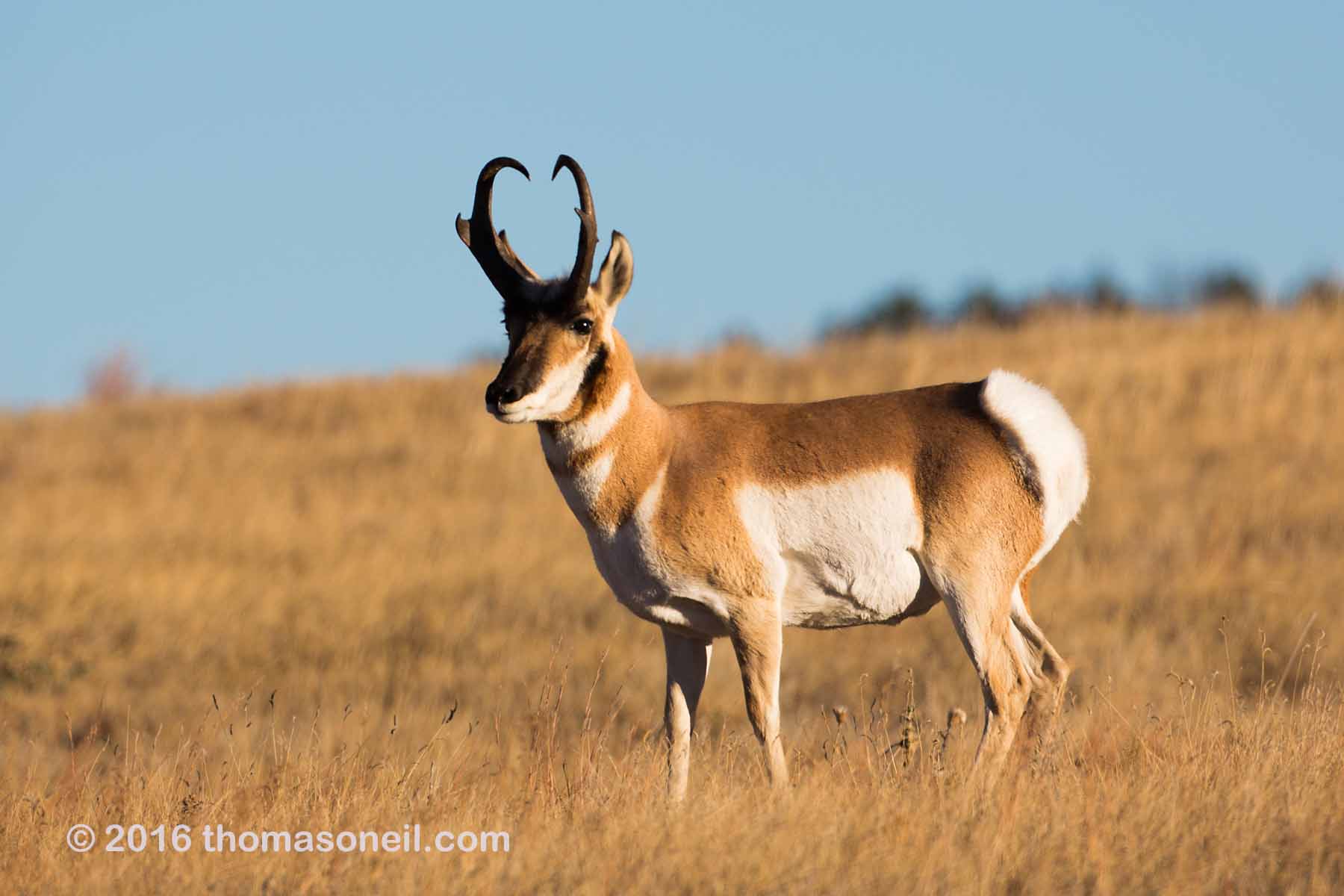 Pronghorn, Custer State Park, 2016.  Click for next photo.