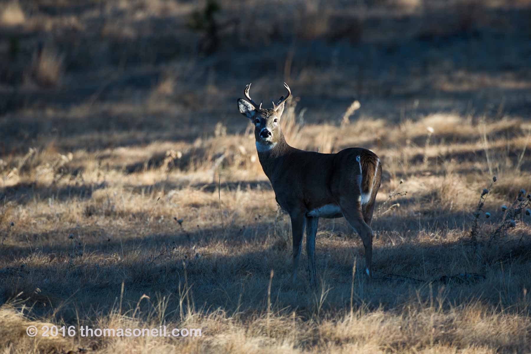 Whitetail deer, Custer State Park, 2016.  Click for next photo.