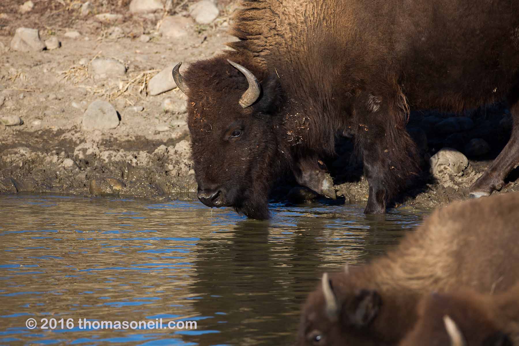 Bison getting a drink, Custer State Park, 2016.  Click for next photo.