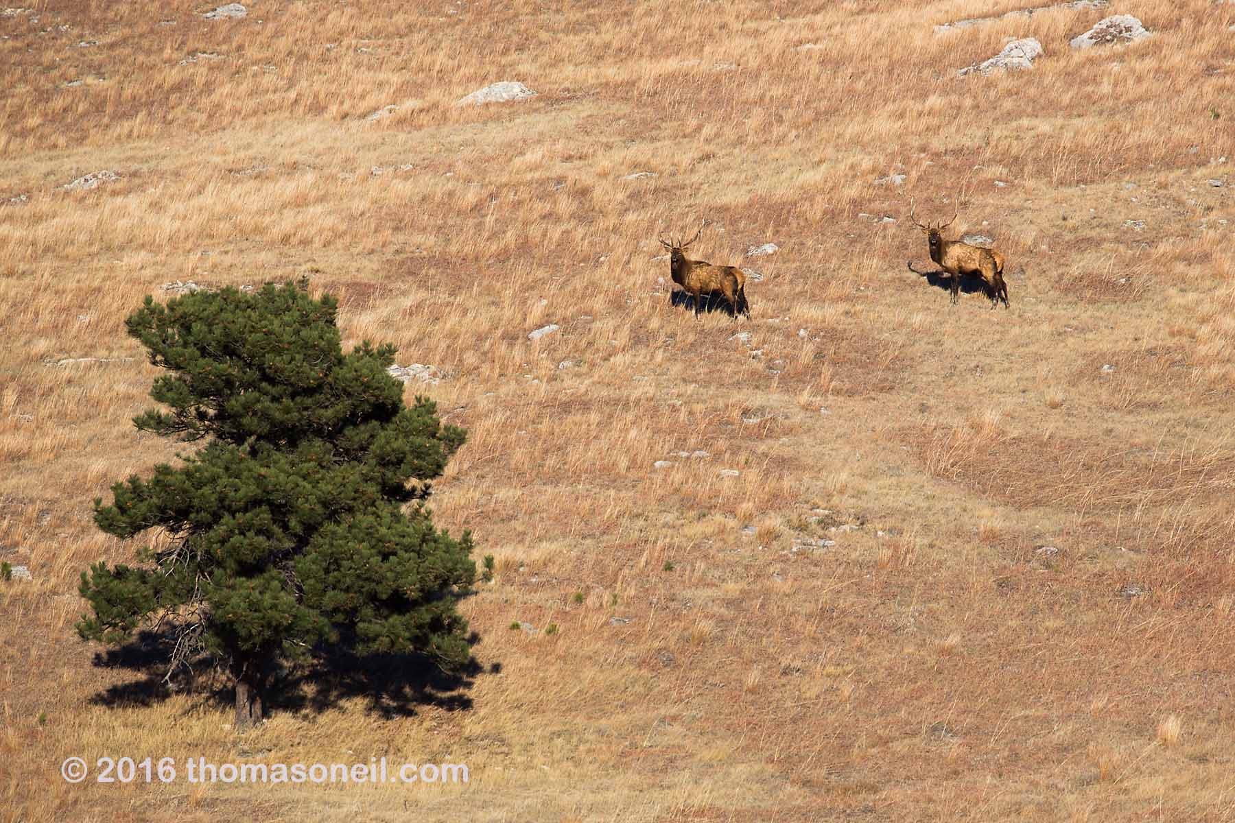 Distant view of elk, Wind Cave National Park, 2016.  Click for next photo.