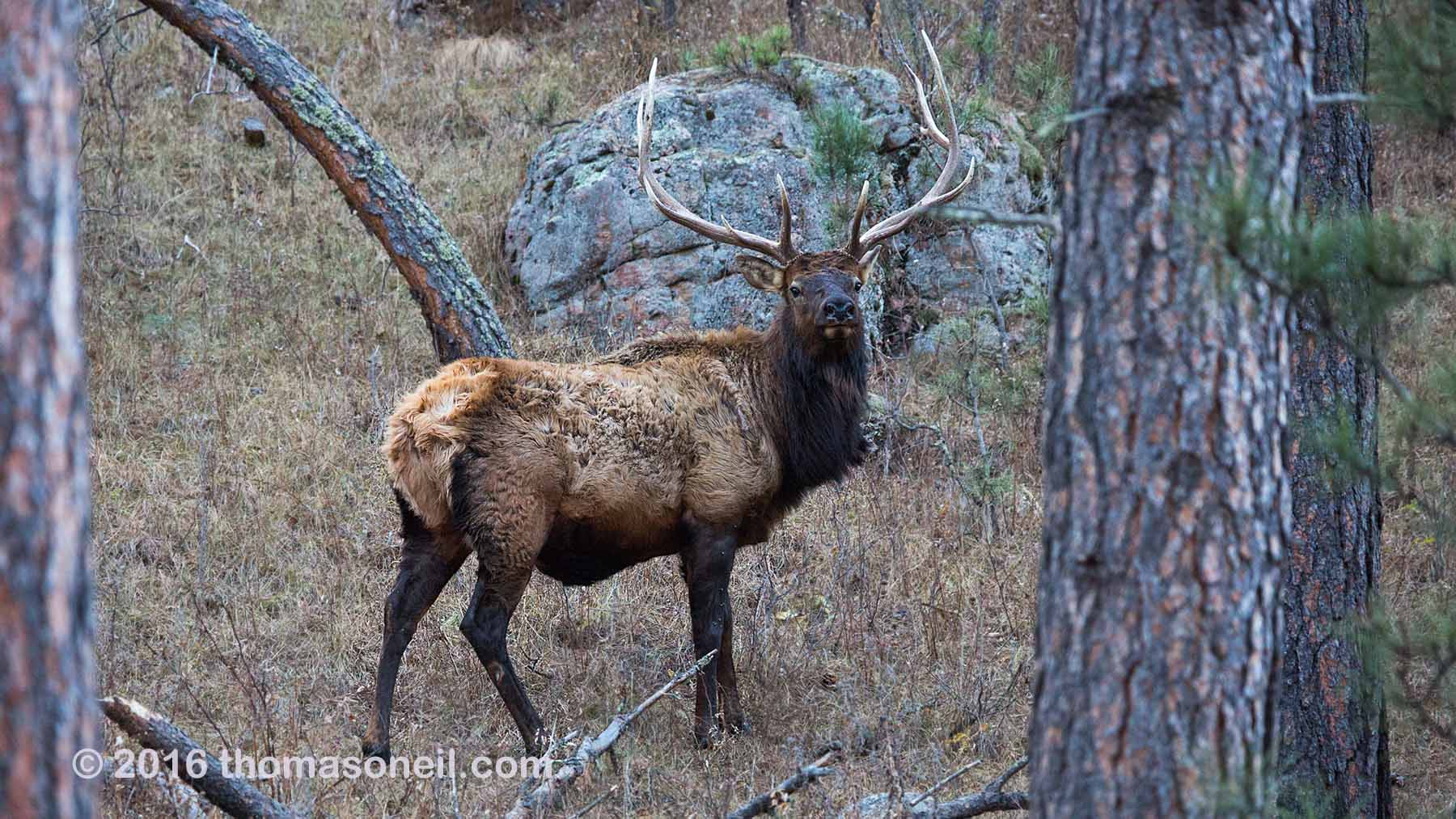 Elk along the highway, Wind Cave National Park.  Click for next photo.