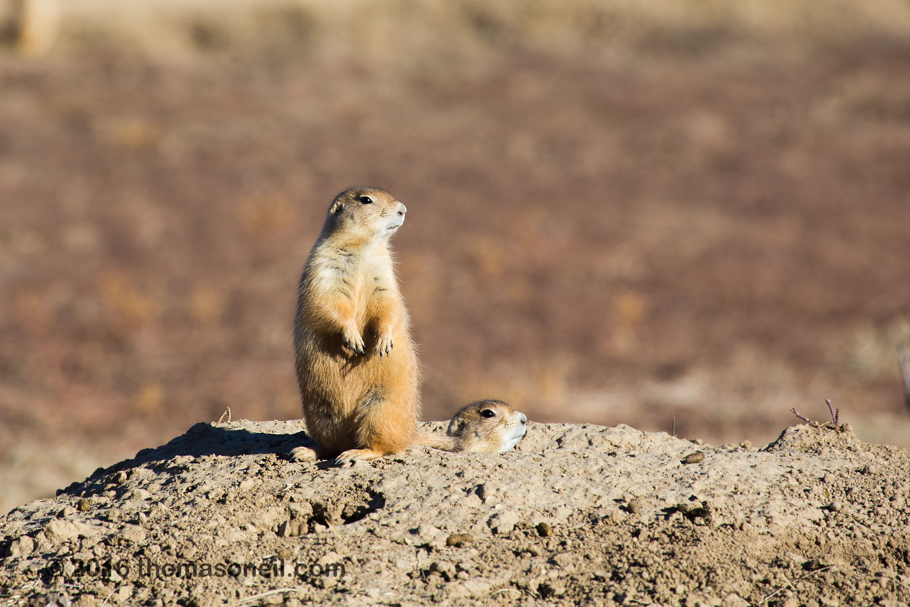 Prairie dog looking for coyotes, Wind Cave National Park, 2016.  Click for next photo.