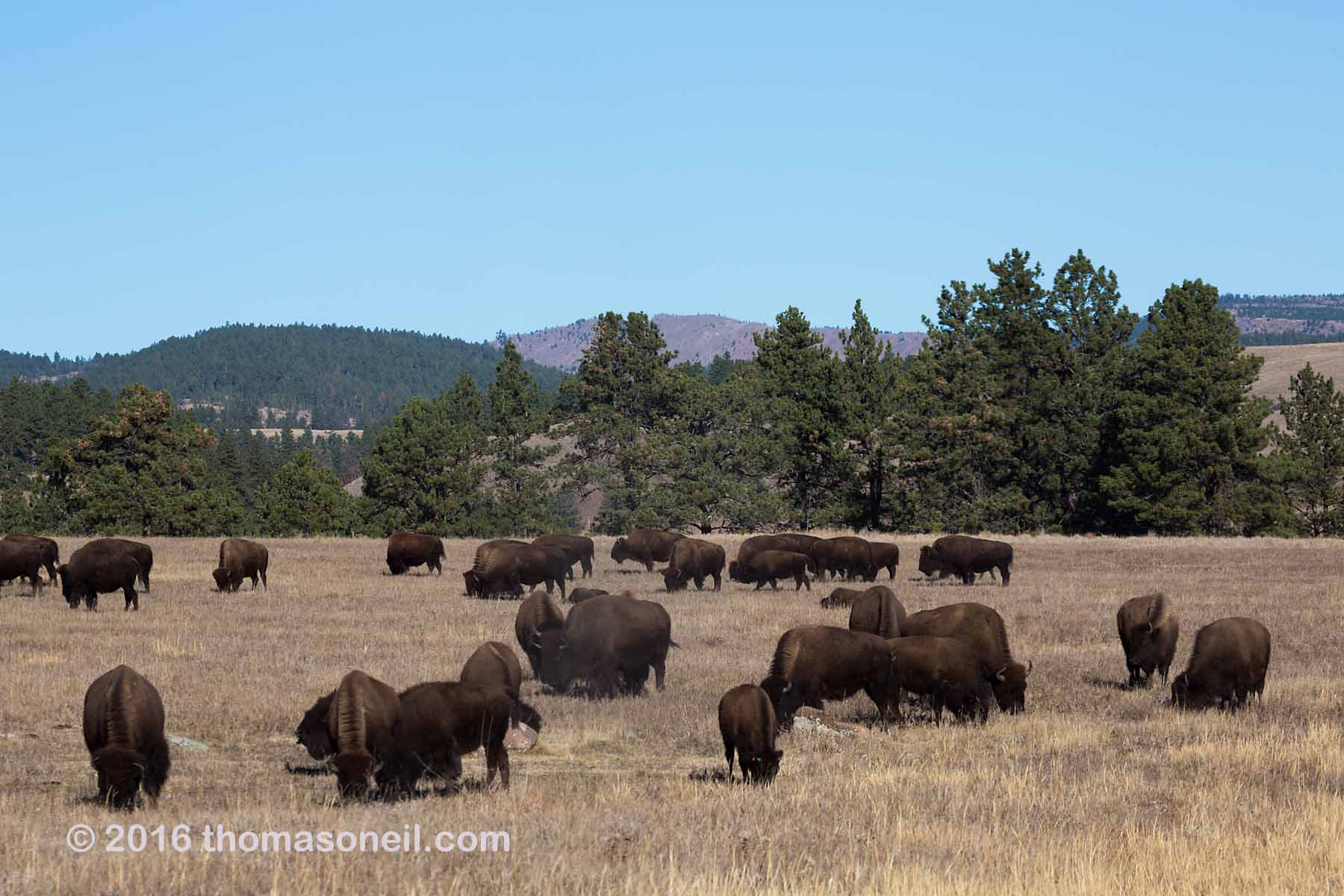 Bison herd, Custer State Park, 2016.  Click for next photo.