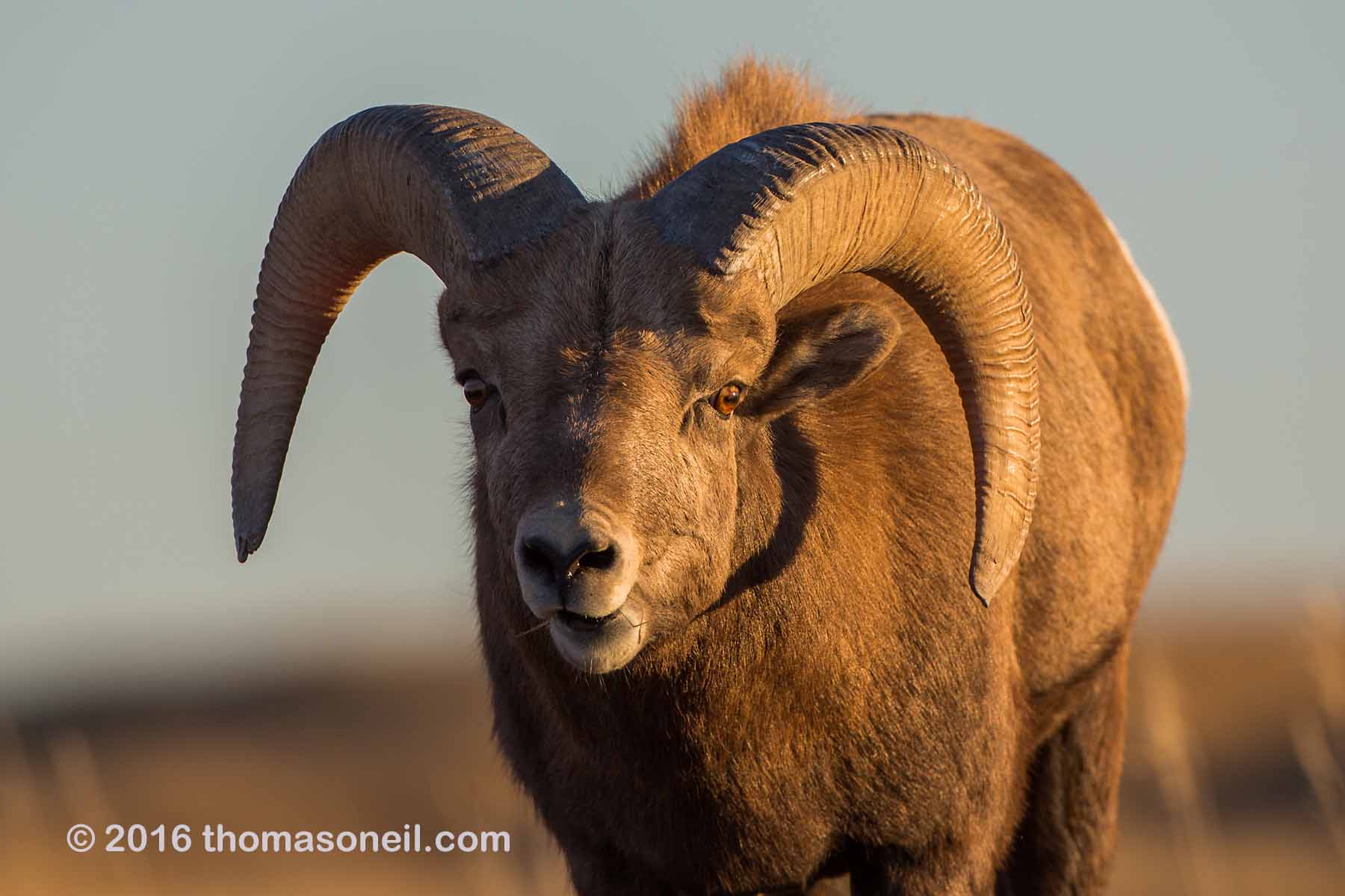 Bighorn with a wild look in his eye (see next image), Badlands National Park, 2016.  Click for next photo.