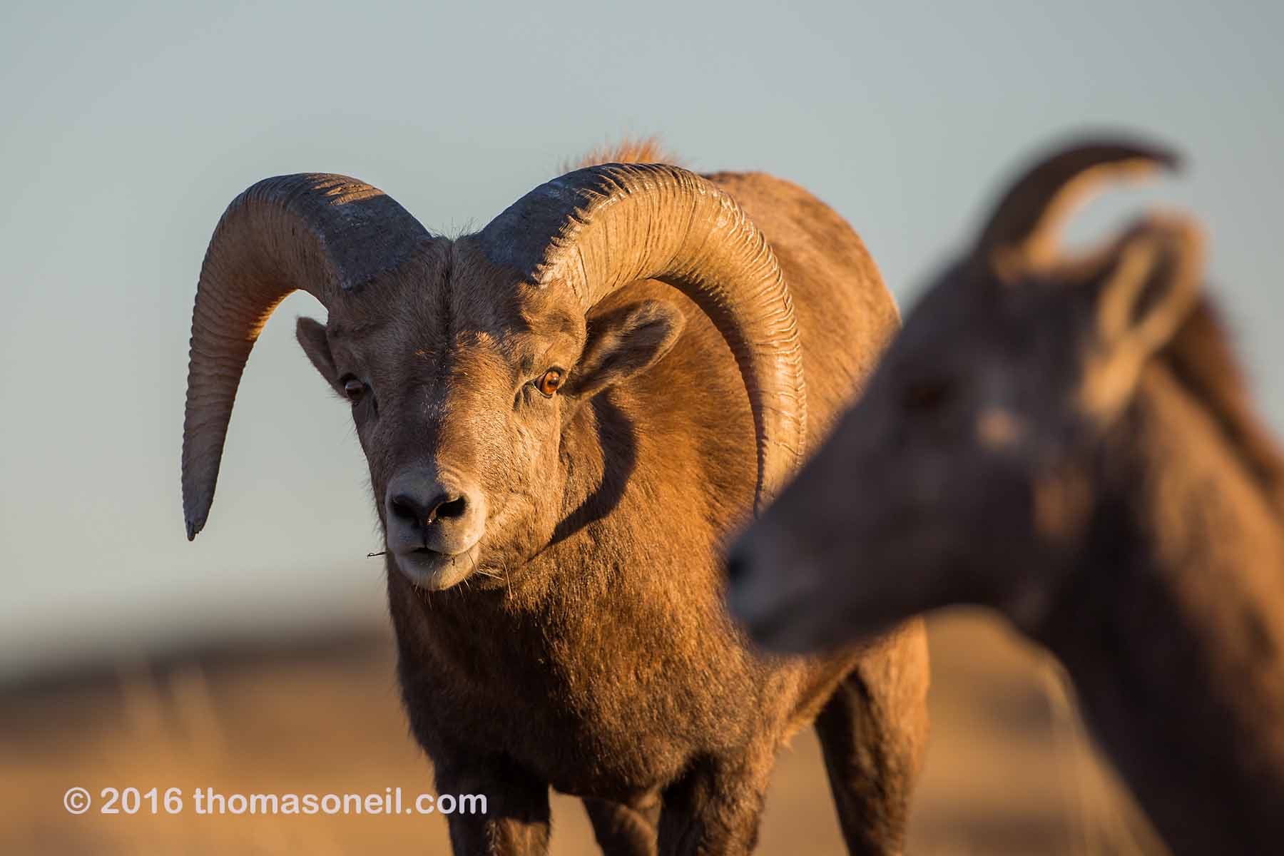 Bighorn with a wild look in his eye (it’s that time of year), Badlands National Park, 2016.  Click for next photo.