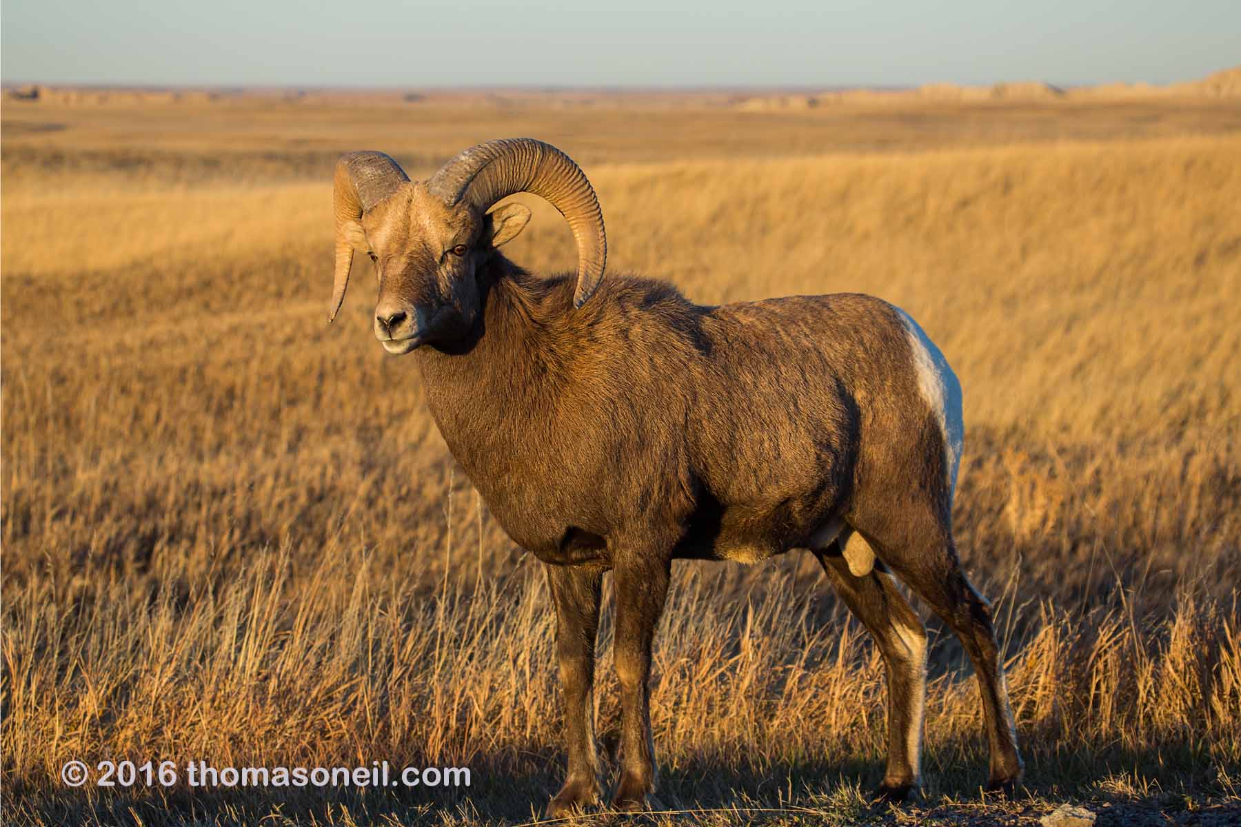 Rocky Mountain Bighorn Sheep, Badlands National Park, 2016.  Click for next photo.