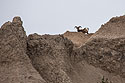 Bighorn sheep in the Badlands.