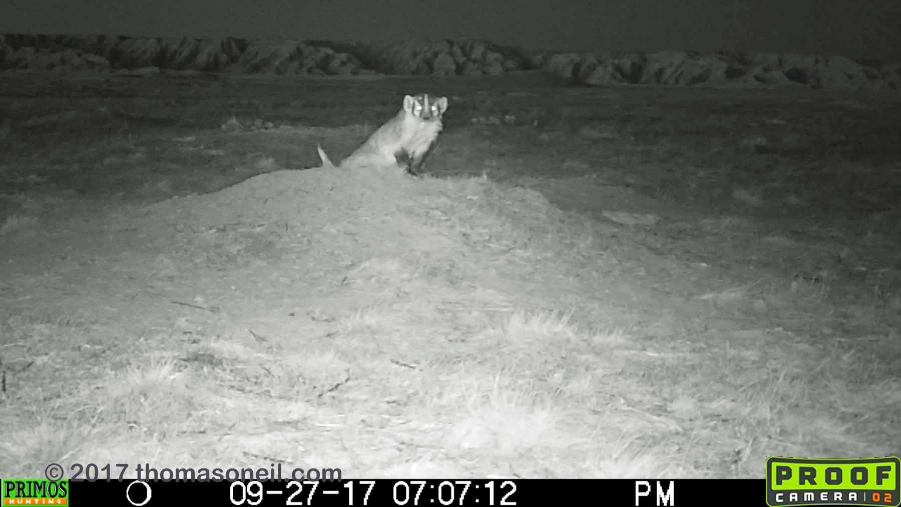 Badger, Conata Basin, South Dakota, September 2017, screen grab from video.  Click for next photo.