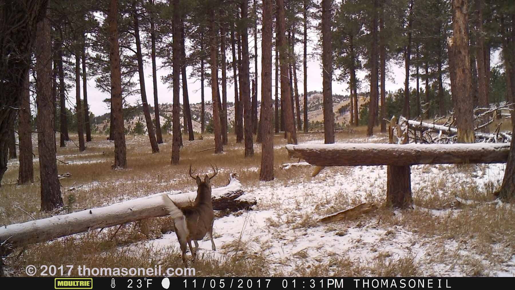 Custer State Park whitetail deer on trailcam, November 2017.  Click for next photo.