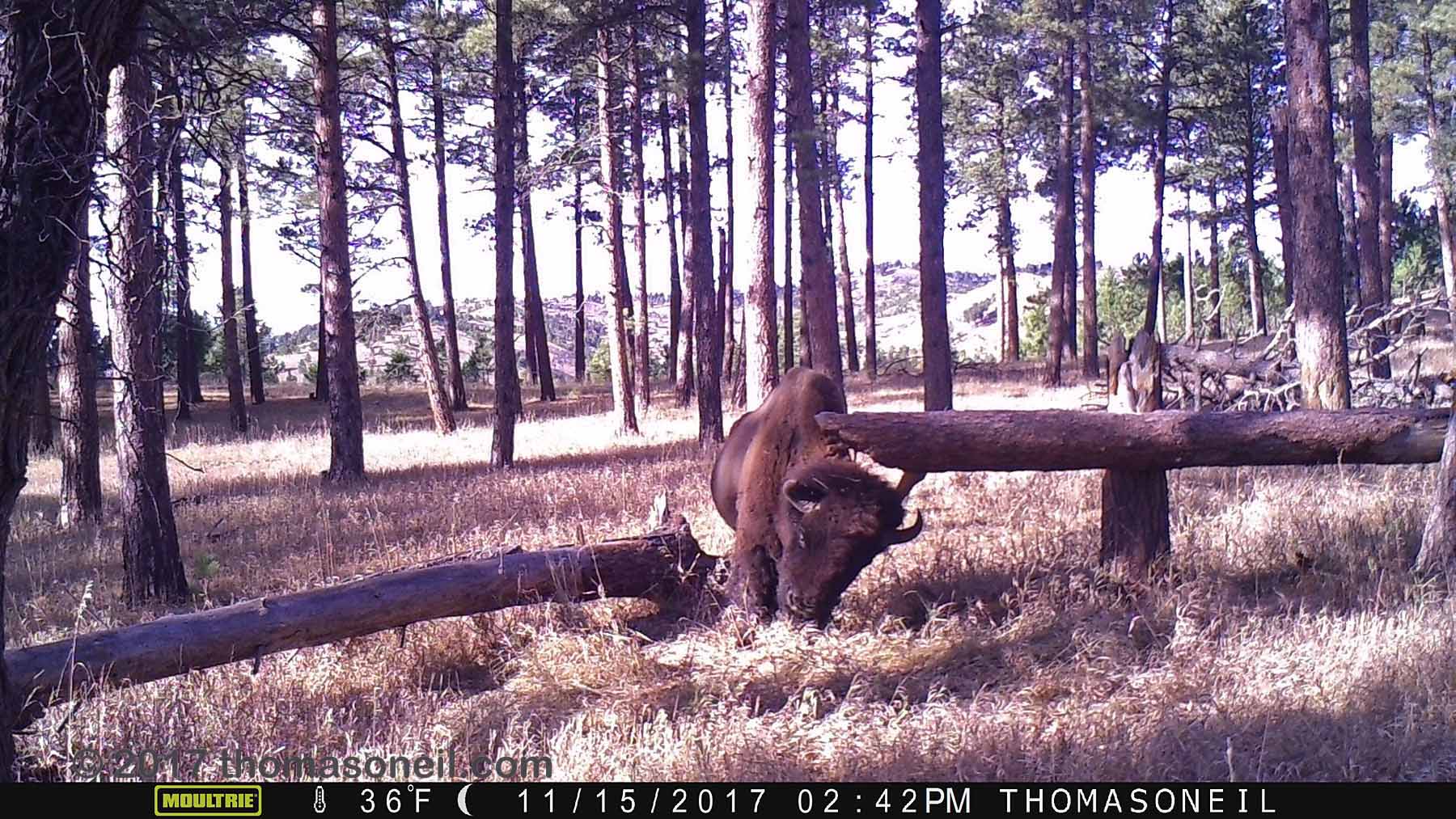 Custer State Park bison on trailcam, November 2017.  This is the last usable image I got before a wildfire swept through this area three weeks later and destroyed the camera.  Click for next photo.