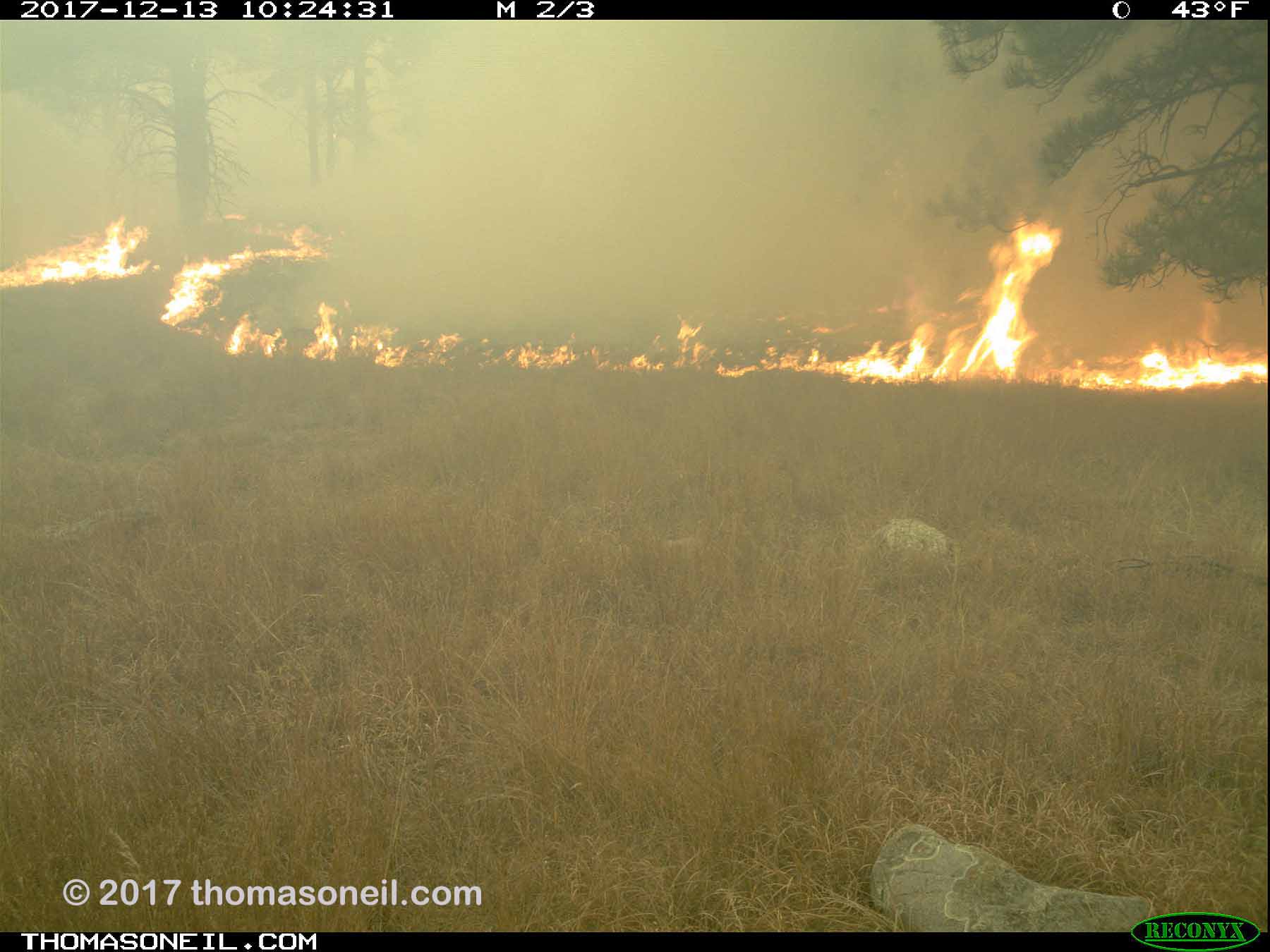 Fire advances, Wind Cave National Park.  Click for next photo.