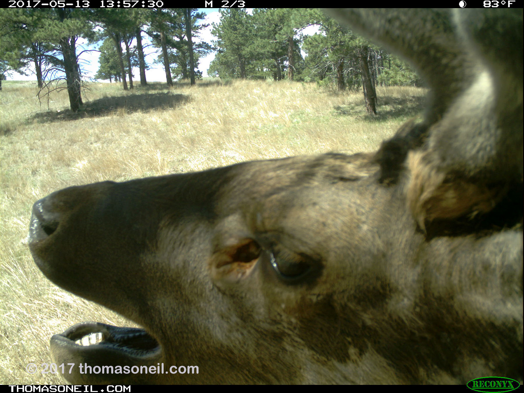 Elk caught scratching himself on my camera or the tree or something, May 13, 2017.  Click for next photo.