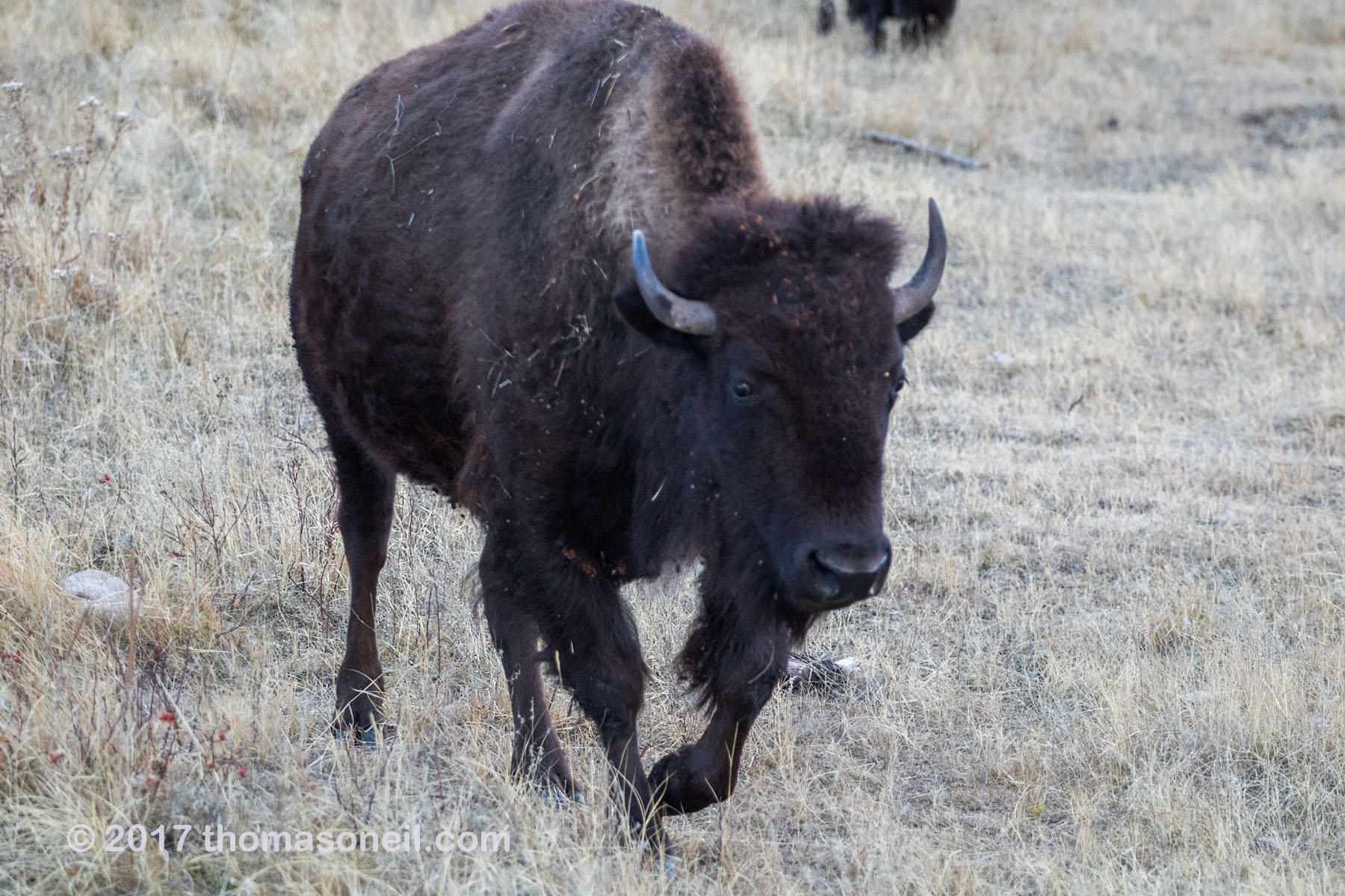 Bison in the Black Hills, South Dakota, November 2017.  Click for next photo.