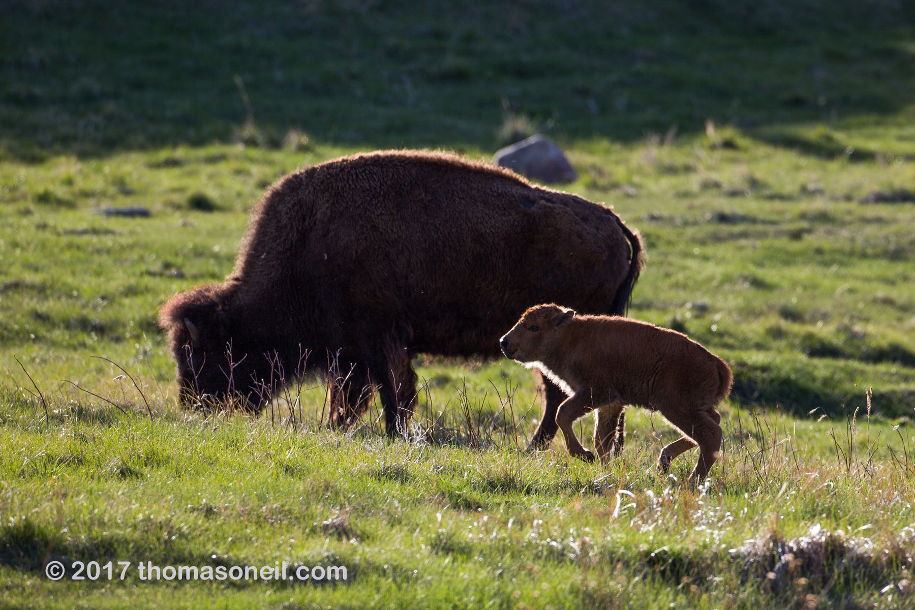 Bison baby in Custer State Park, April 2017.  Click for next photo.