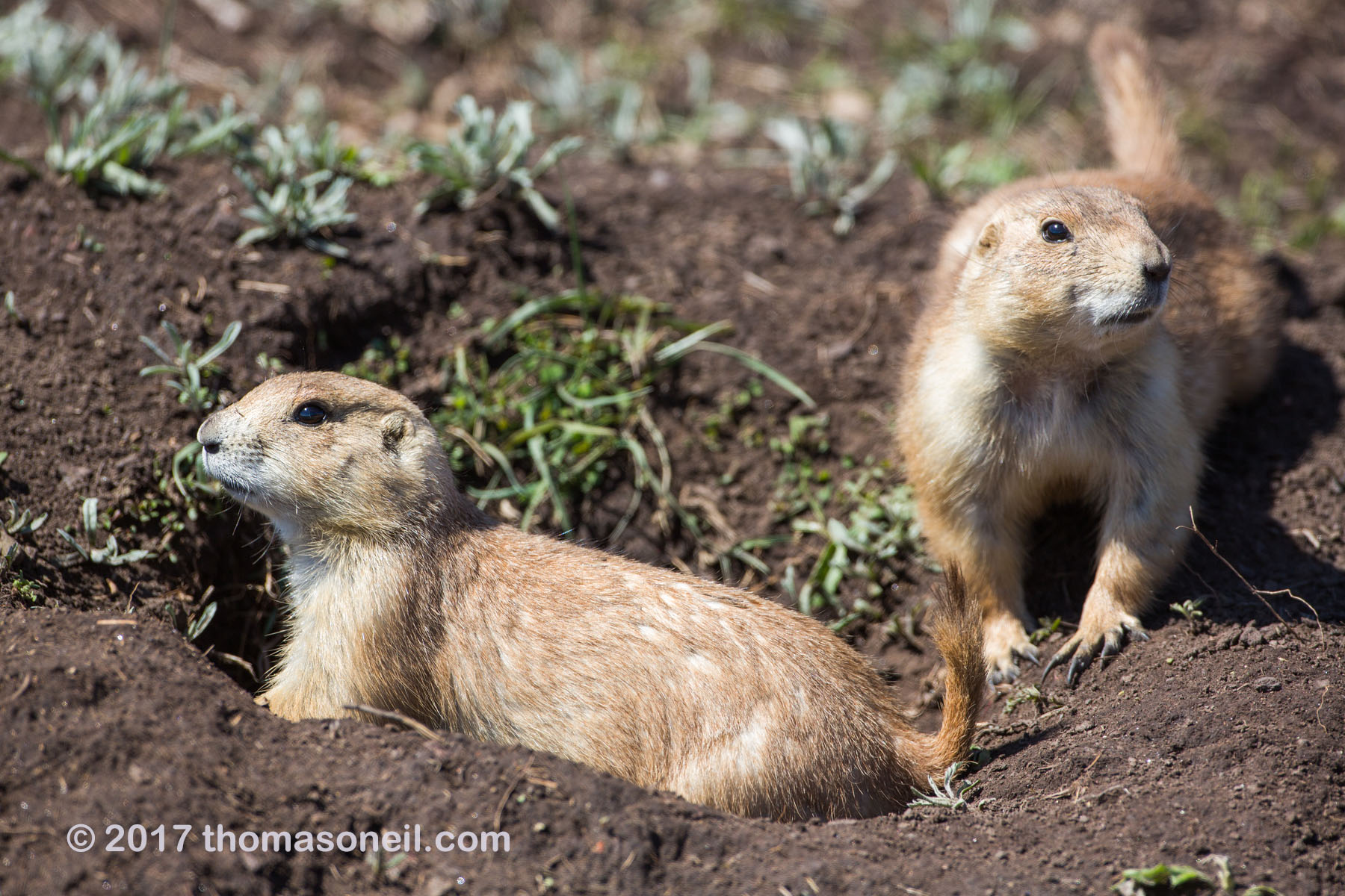 Prairie dogs in Wind Cave National Park.  Click for next photo.