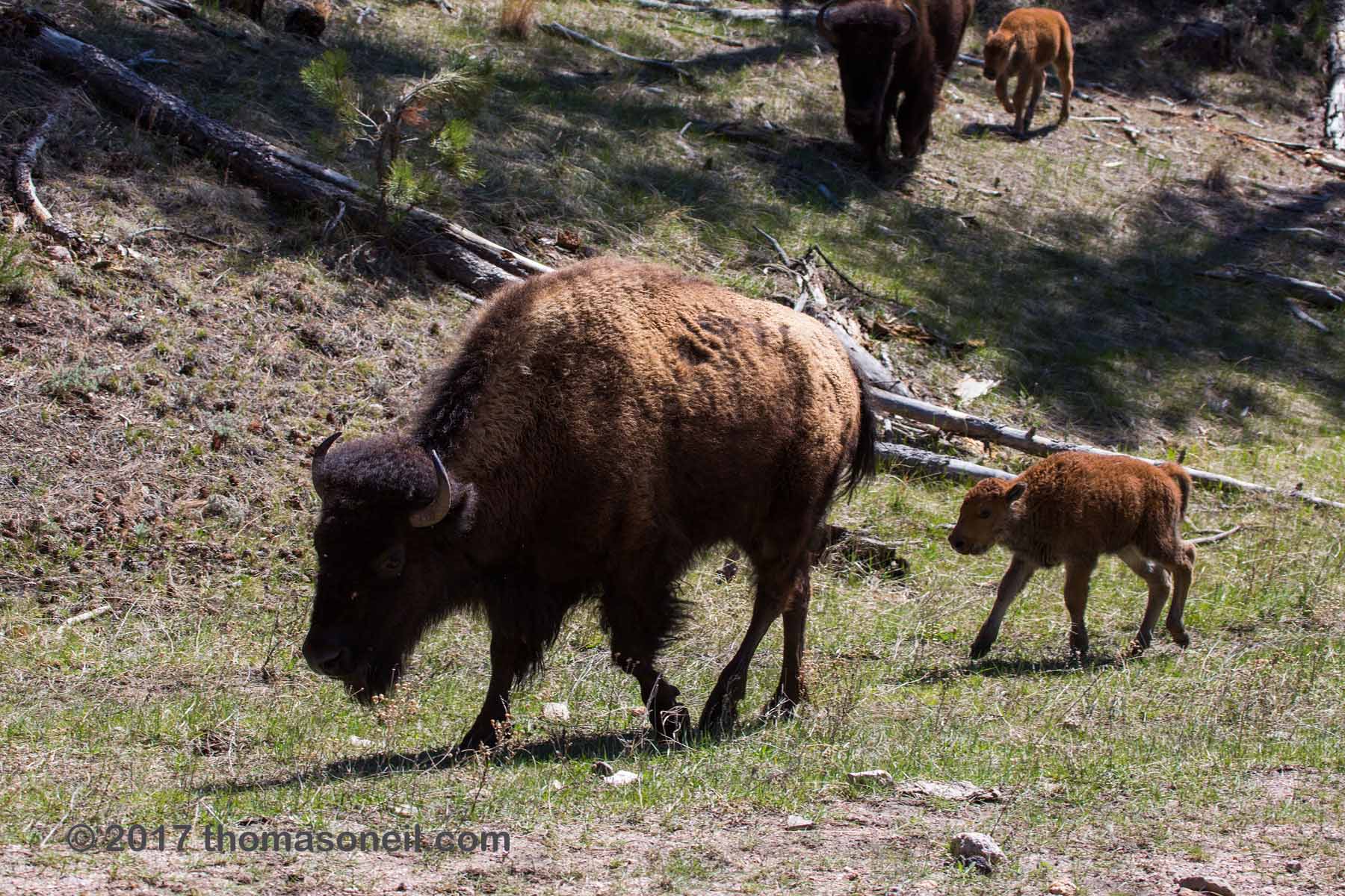 Bison baby in Custer State Park, April 2017.  Click for next photo.
