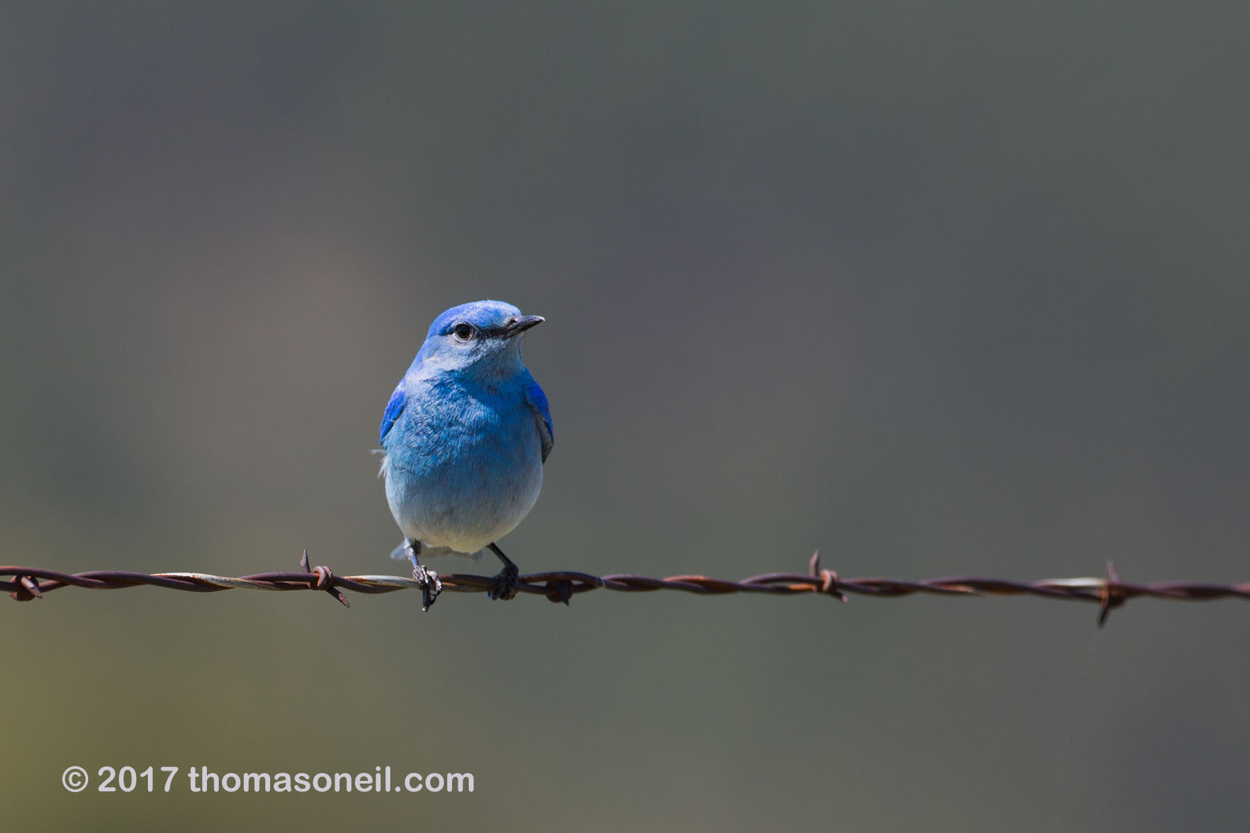 Mountain Bluebird in Custer State Park, April 2017.  Click for next photo.