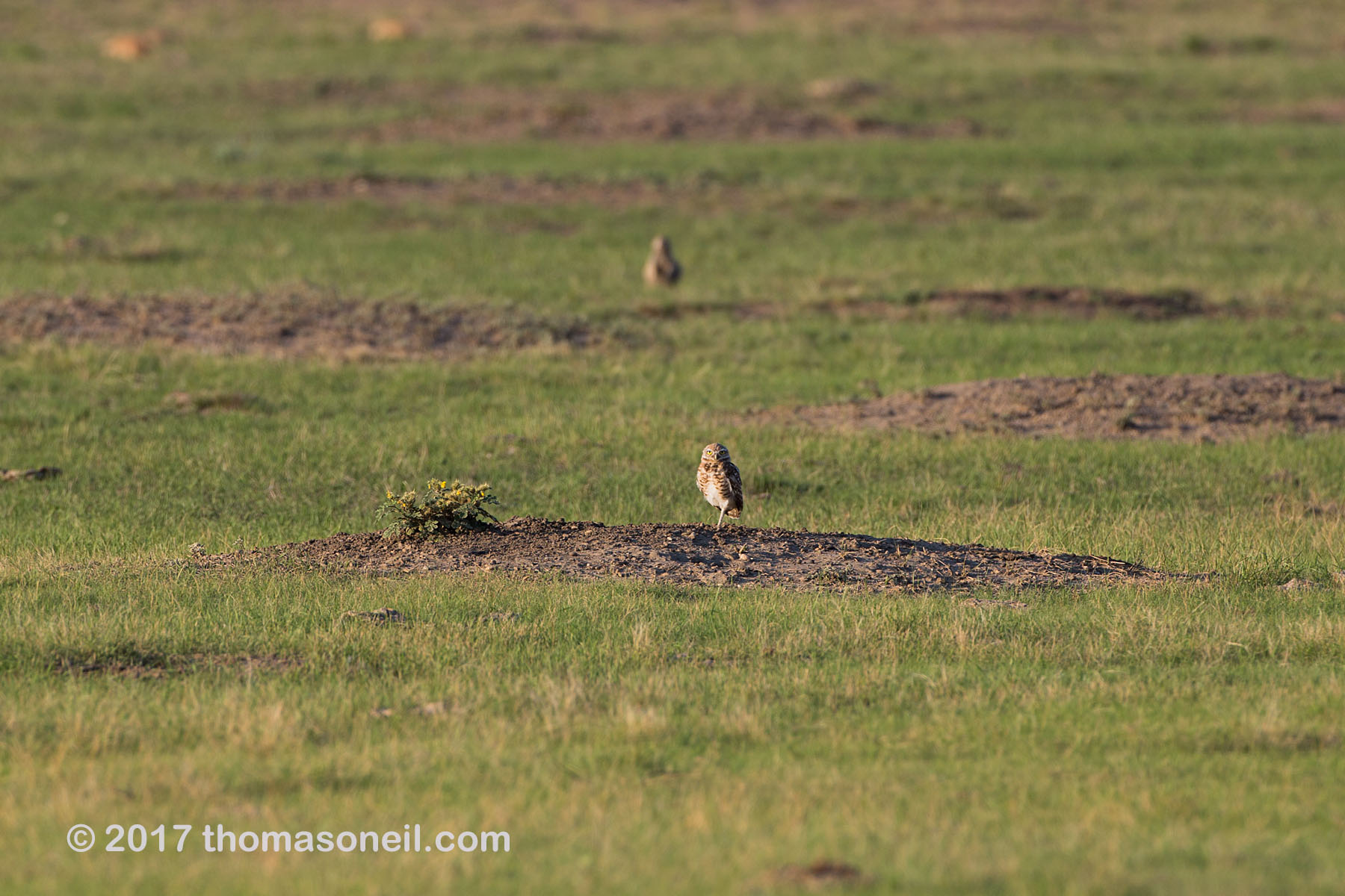 Burrowing owl east of Pierre, SD, August 2017.  Click for next photo.