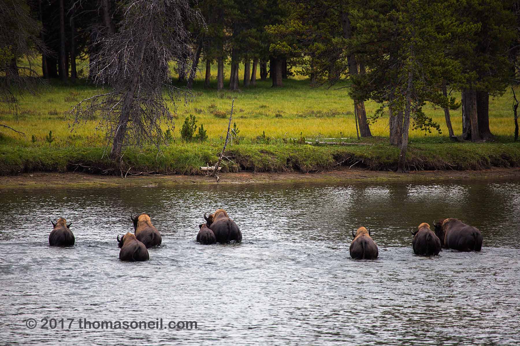 Bison swimming across the Yellowstone River, Yellowstone National Park, September 2017.  Click for next photo.