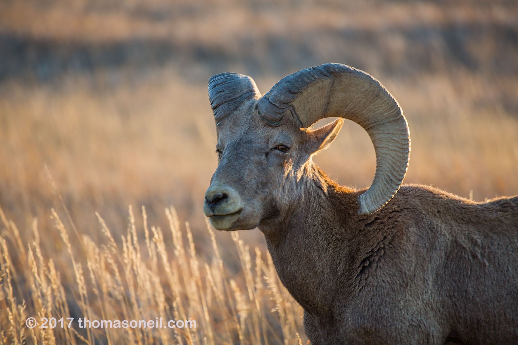 Bighorn in the Badlands, South Dakota.  Click for next photo.