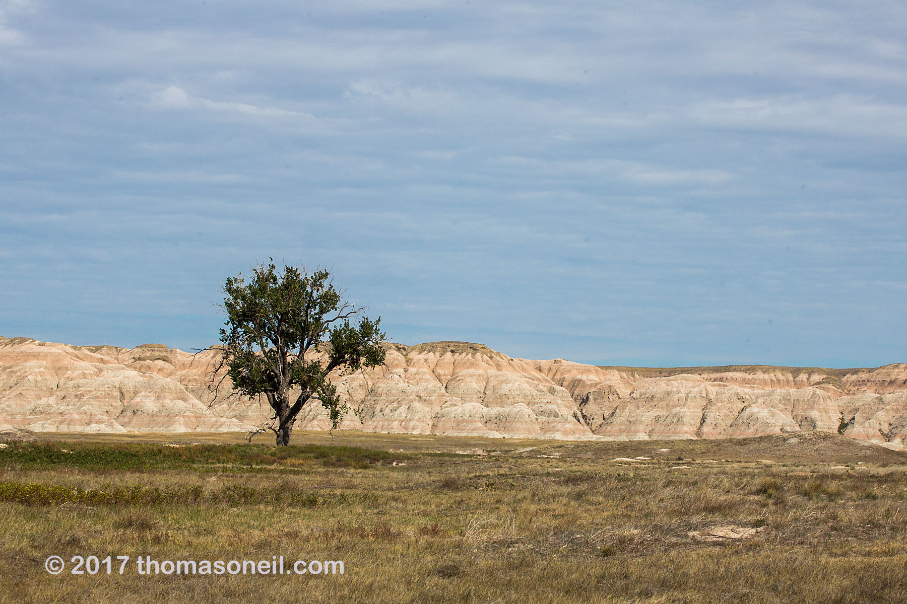 Lone tree in a prairie dog town, Conata Basin, South Dakota.  Click for next photo.