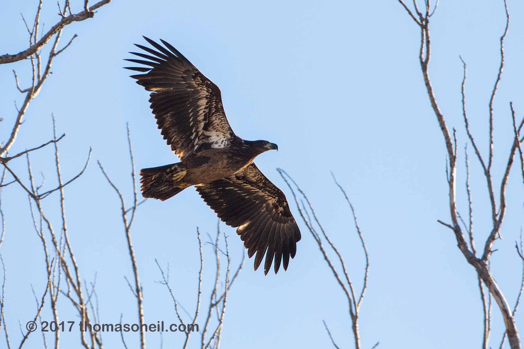 Juvenile Bald eagle, Loess Bluffs National Wildlife Refuge, Missouri.  Click for next photo.