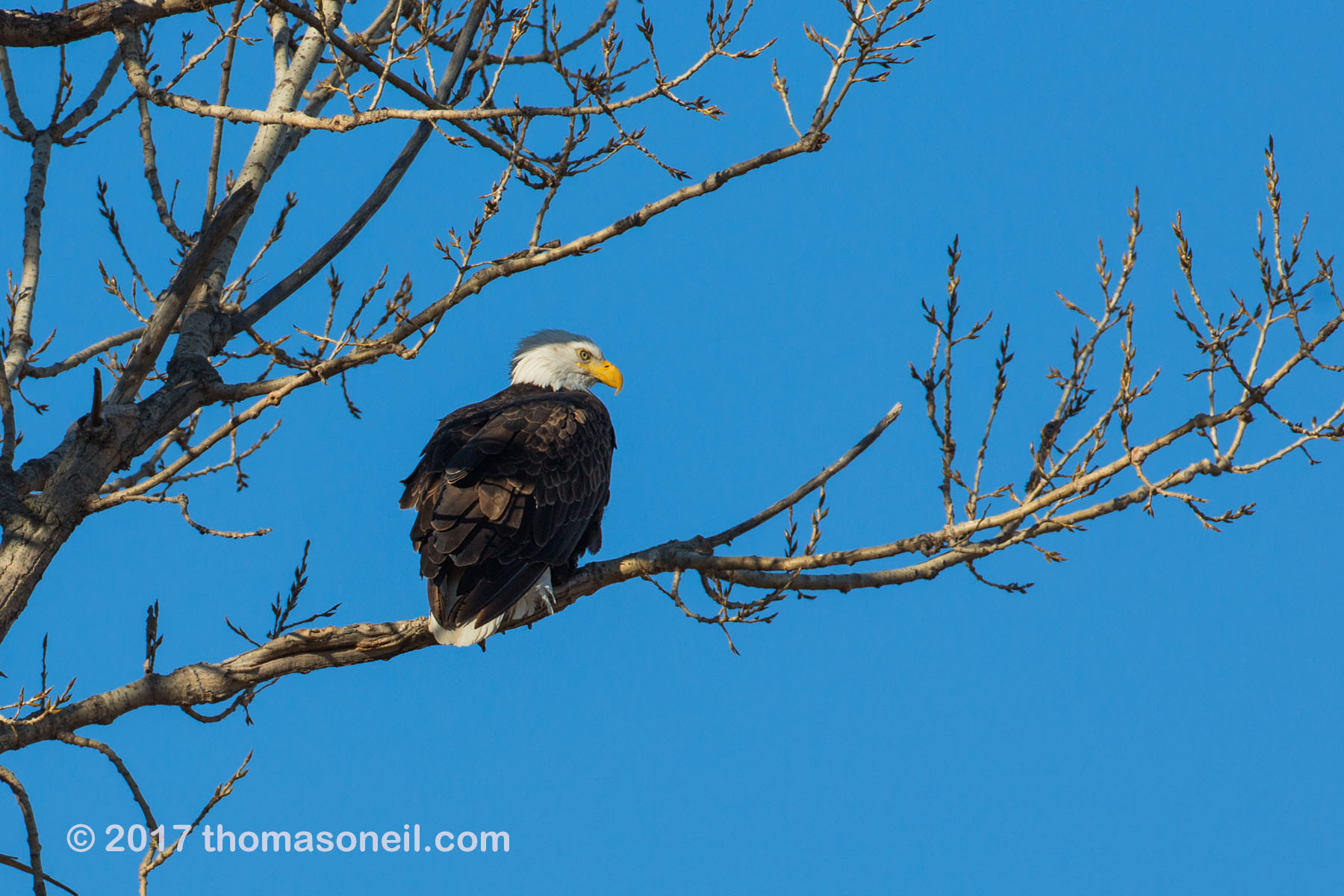 Bald Eagle, Loess Bluffs National Wildlife Refuge, Missouri.  Click for next photo.