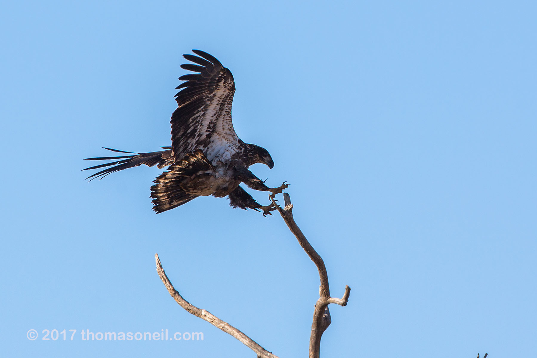 Juvenile Bald Eagle, Loess Bluffs National Wildlife Refuge, Missouri.  Click for next photo.
