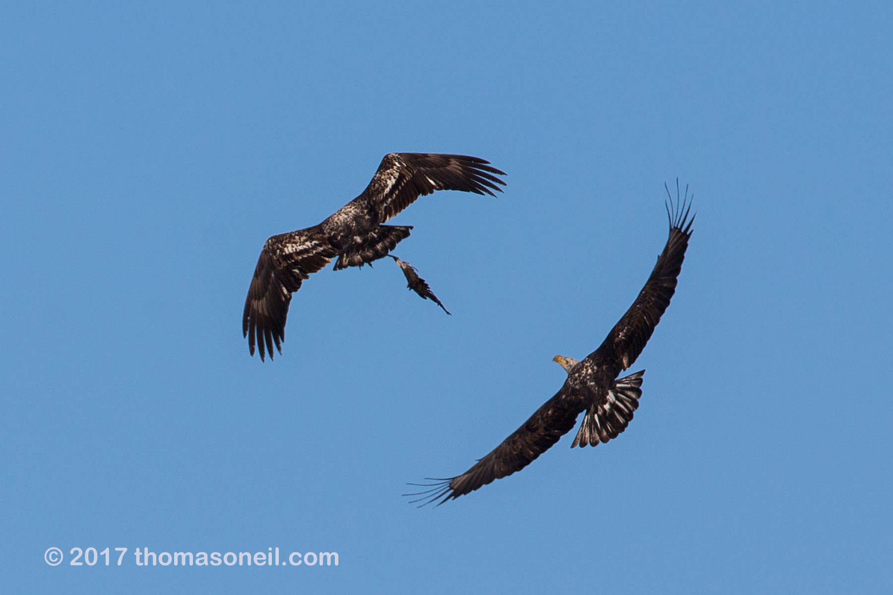 Bald Eagles fighting over a bird wing, Loess Bluffs National Wildlife Refuge, Missouri.  Click for next photo.