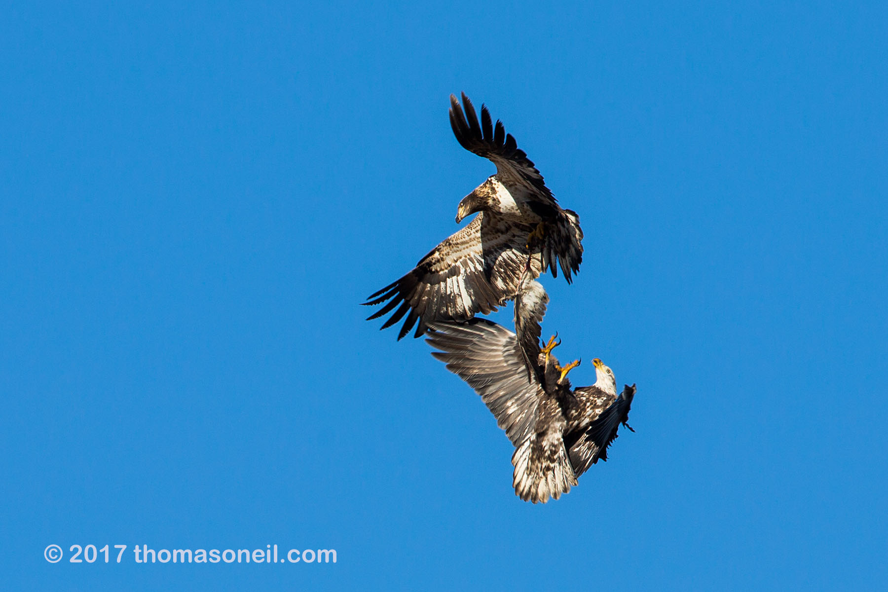 Eagles fight over bird wing, Loess Bluffs National Wildlife Refuge, Missouri.  Click for next photo.