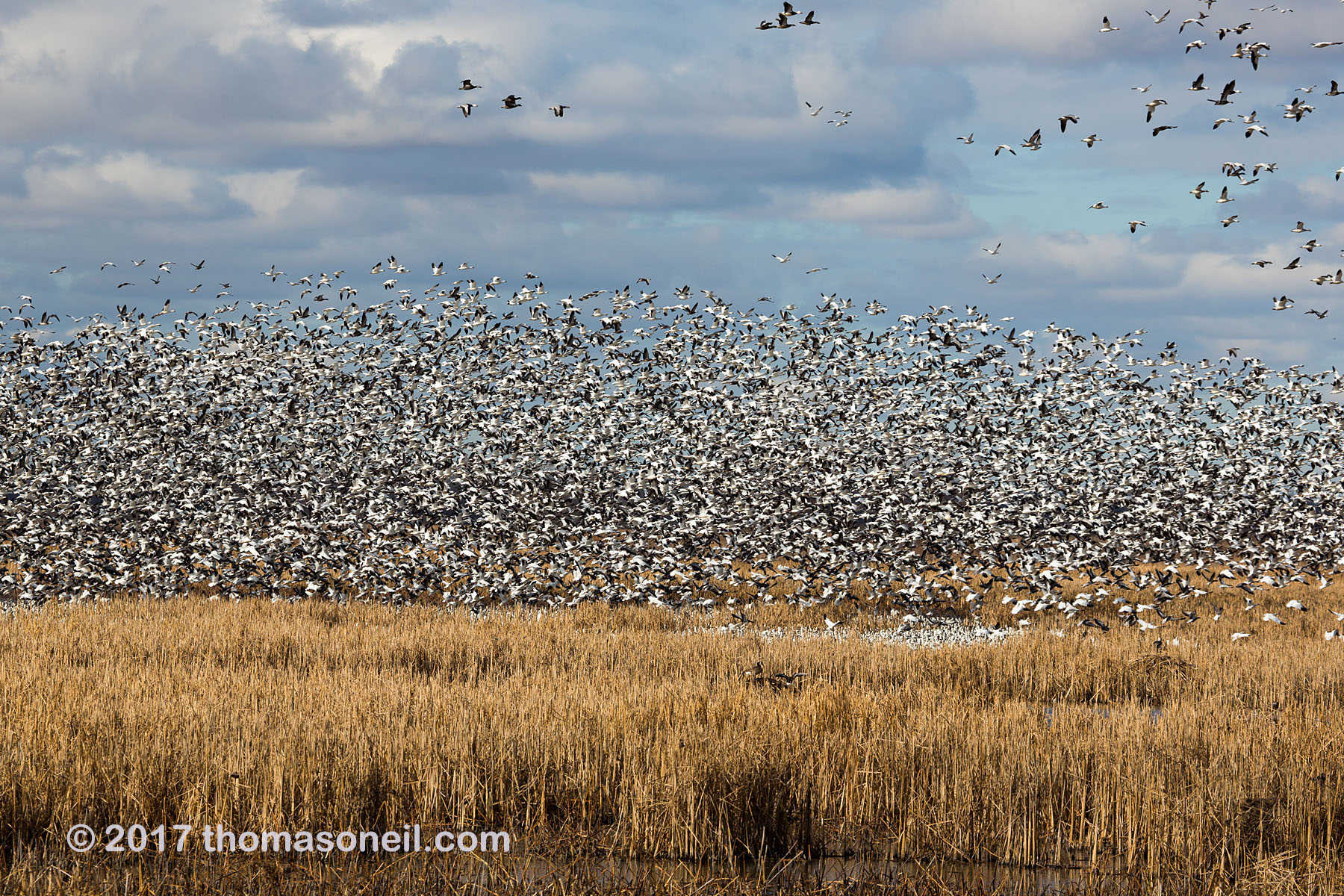 Snow geese, Loess Bluffs National Wildlife Refuge, Missouri.  Click for next photo.