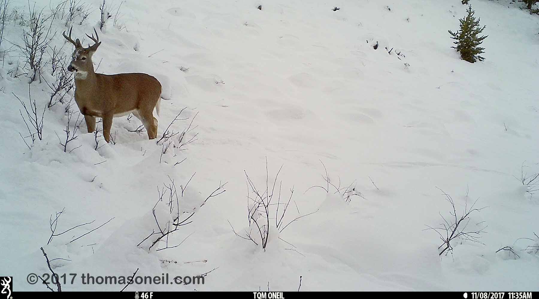 Deer in the snow near Red Lodge, MT, 2017.  Click for next photo.