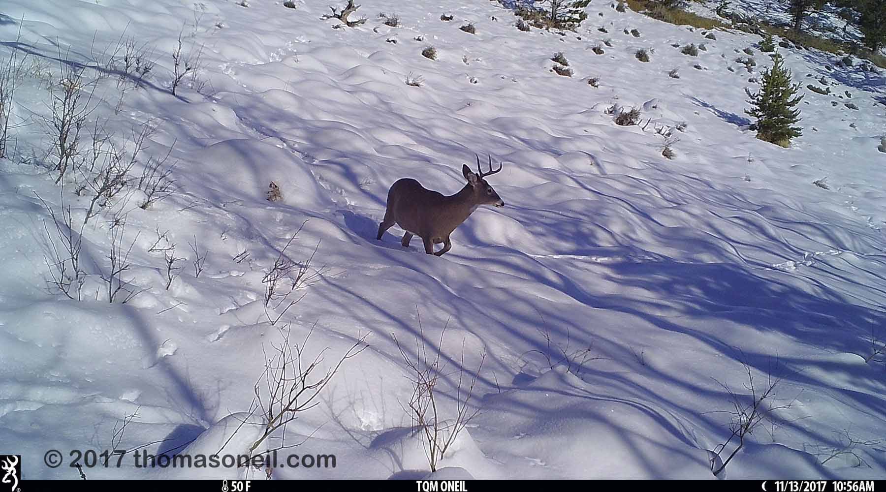 Deer with one antler  in the snow near Red Lodge, MT, 2017.  Click for next photo.
