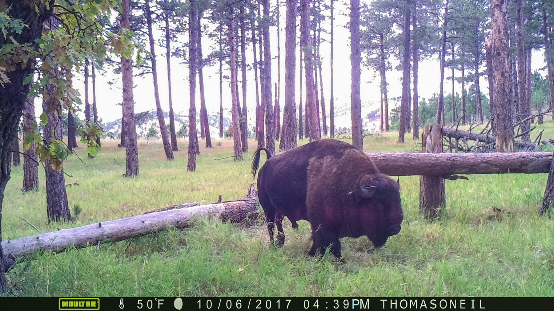 Custer State Park bison on trailcam, October 2017.  This trailcam was destroyed by fire at this location two months later.  Click for next photo.