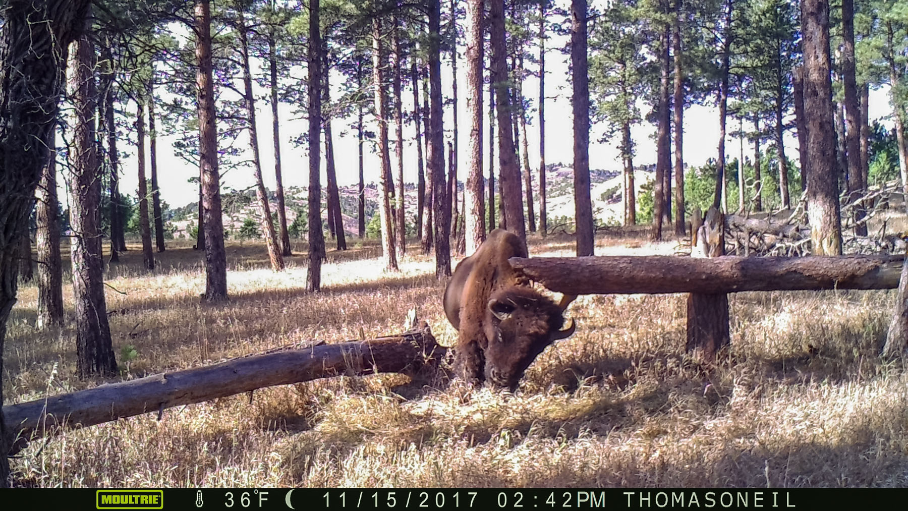 Custer State Park bison on trailcam.  This is the last usable image I got before a wildfire swept through this area three weeks later and destroyed the camera.  Click for next photo.