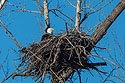 Bald eagle in nest, Loess Bluffs National Wildlife Refuge, Missouri.