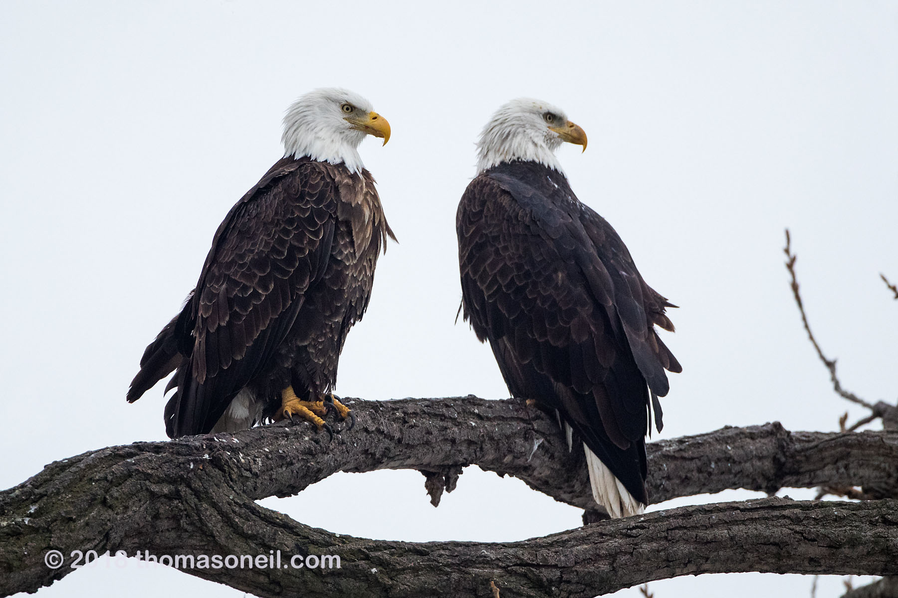 Bald eagles, Keokuk, Iowa.  This image was taken with Canon M100 on 500mm lens.  The following image was taken with Canon 5D Mark III on same 500mm lens.  Click for next photo.