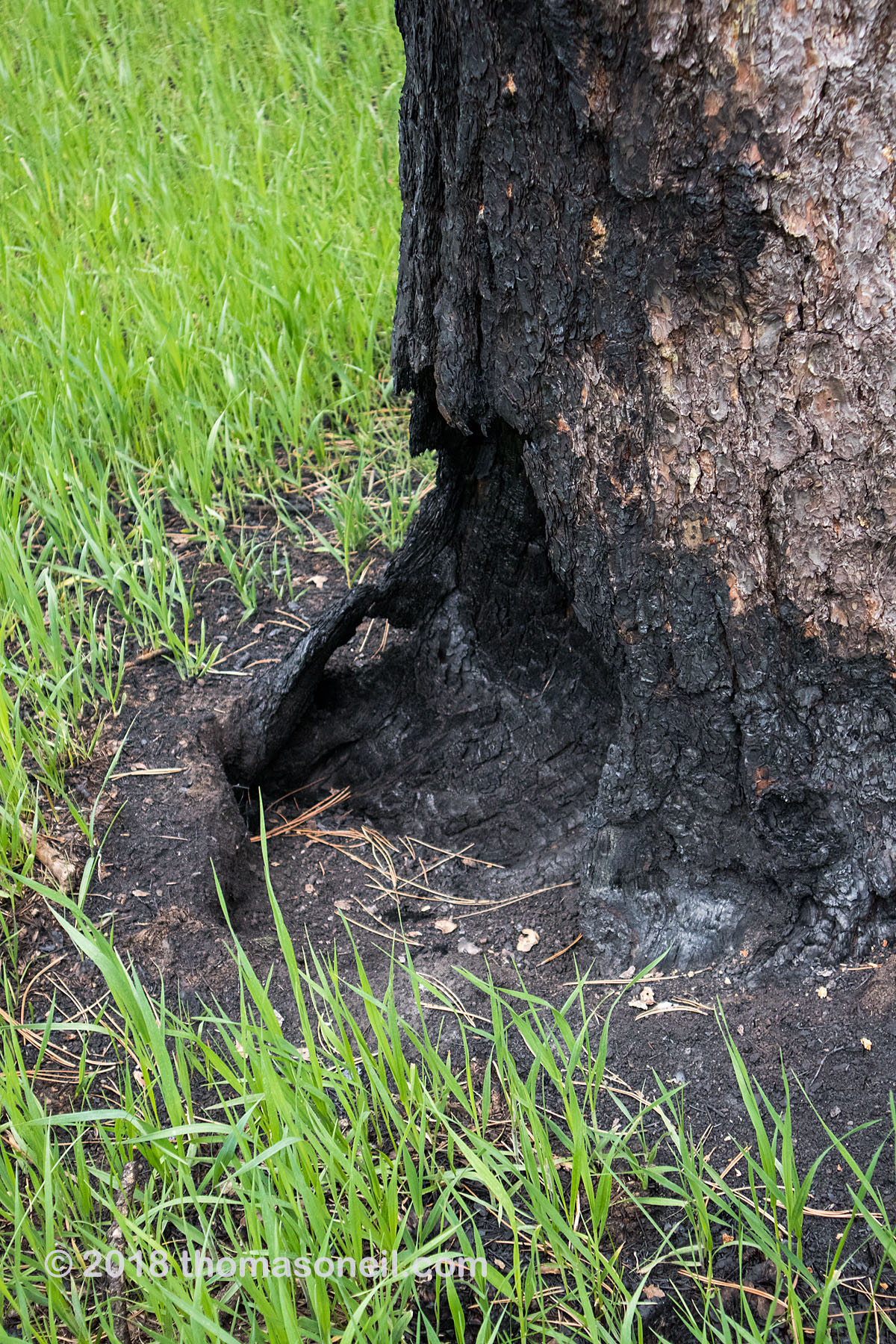 Tree almost undercut by 2017 fire, Custer State Park May 2018.  Many trees were scorched on one side and undamaged on the other side.  Click for next photo.