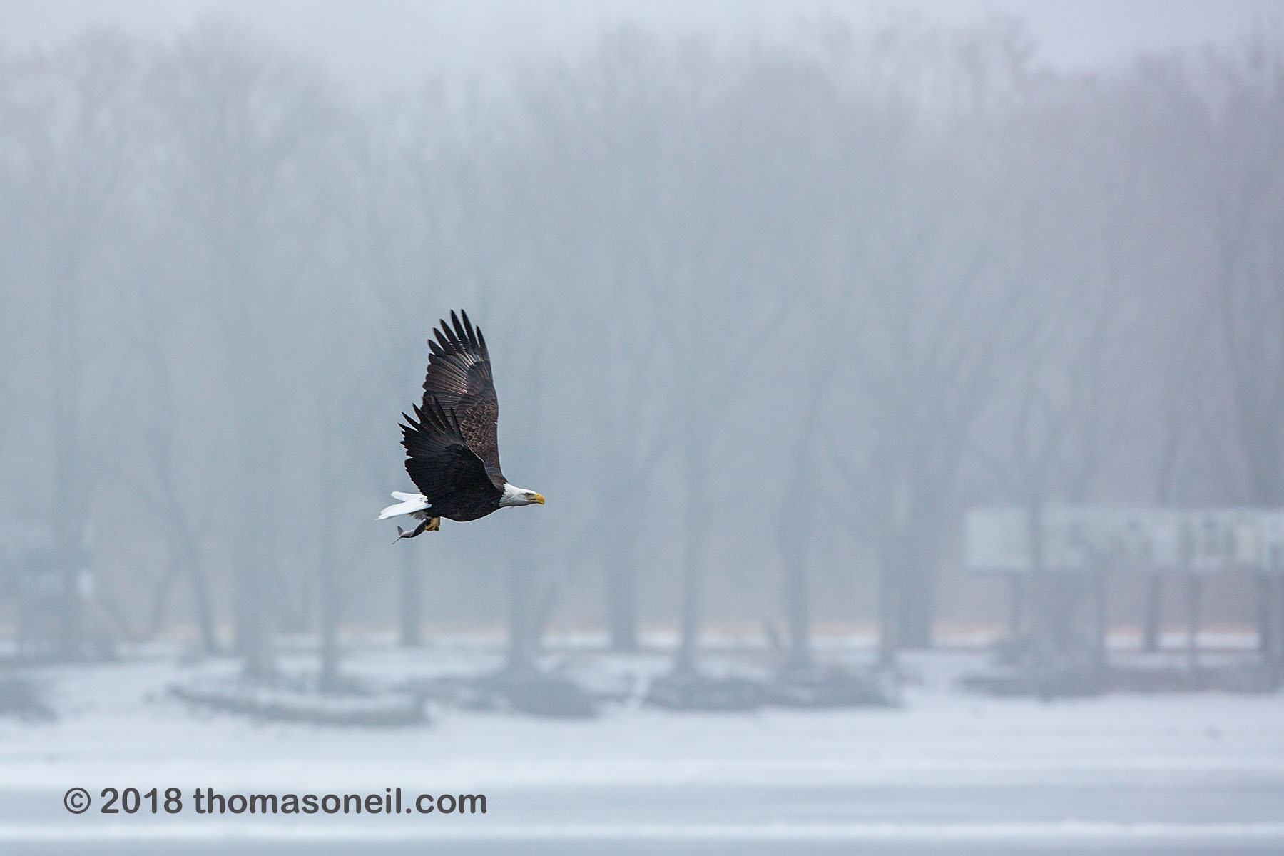 Bald eagle with a fish, Keokuk, Iowa, January 2018.  Click for next photo.